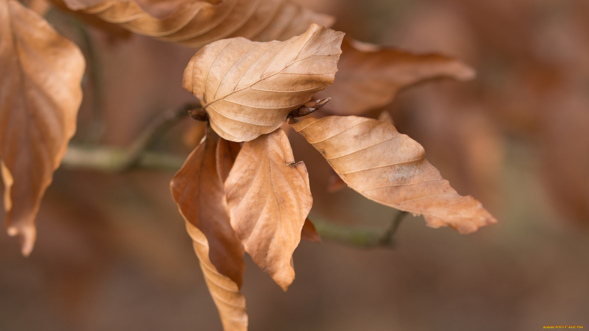 природа, листья, макро, осень