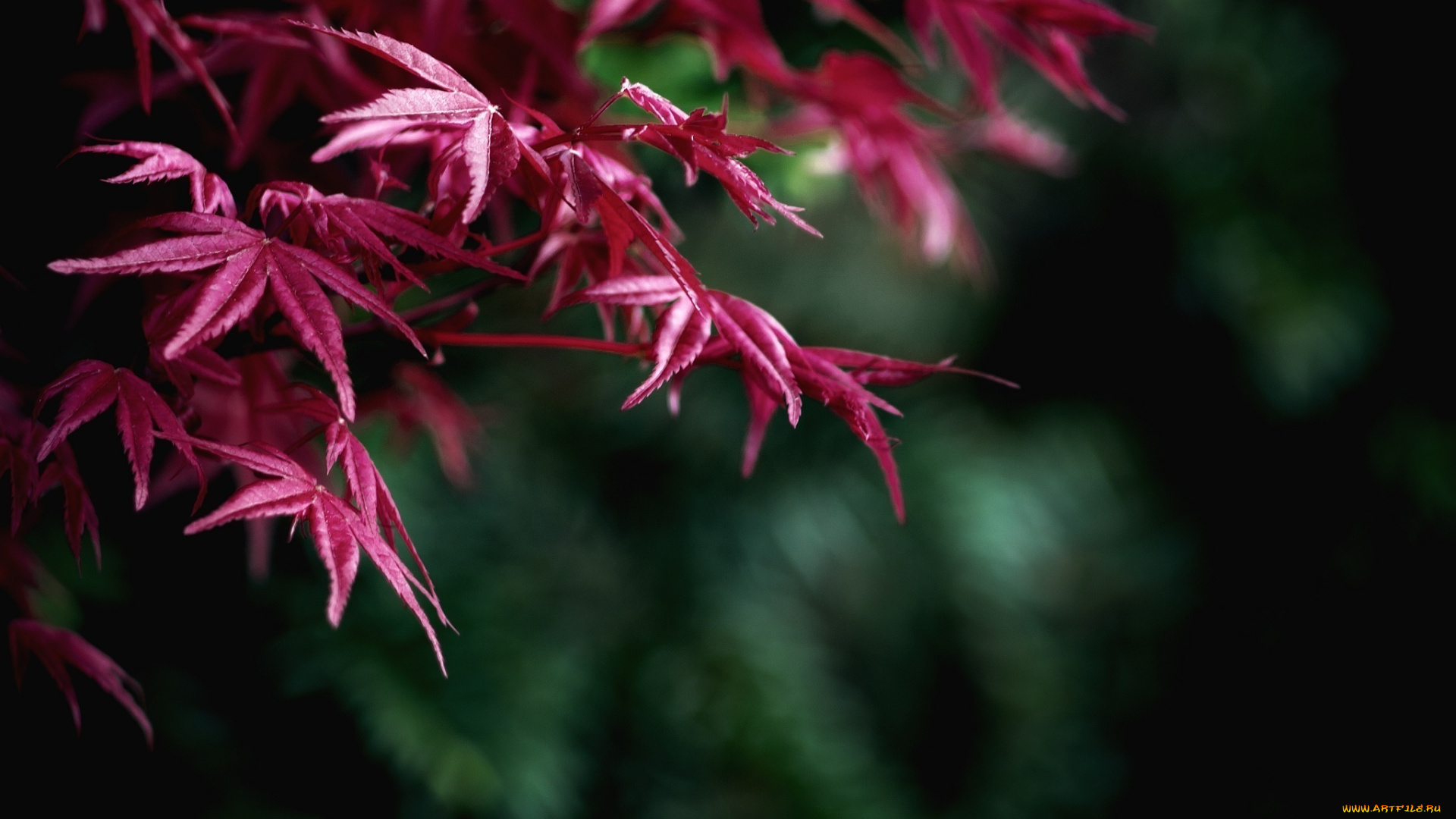 природа, листья, ветка, красные