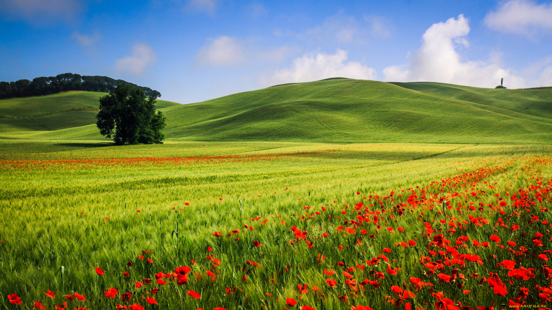 природа, луга, луг, холмы, деревья, цветы, маки