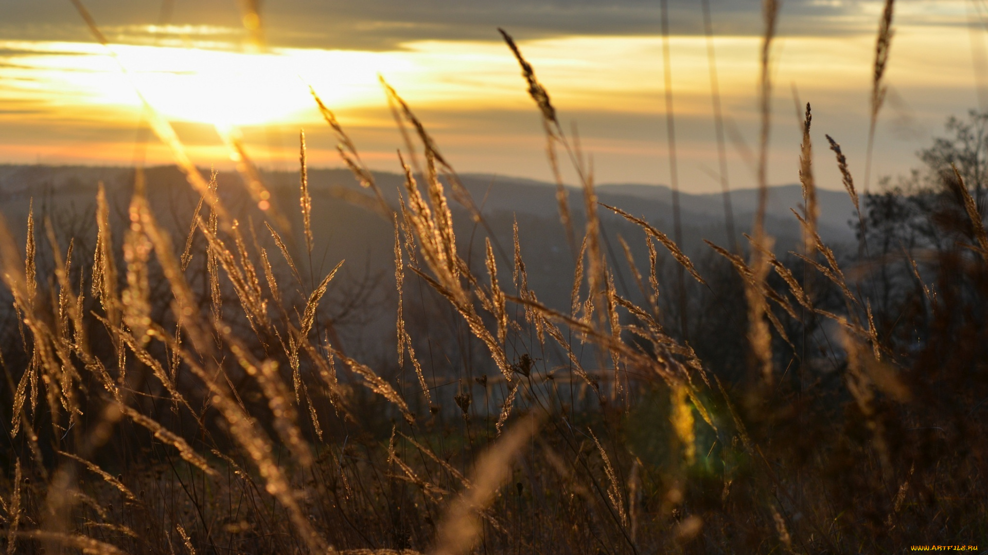 природа, макро, колоски, солнце, свет