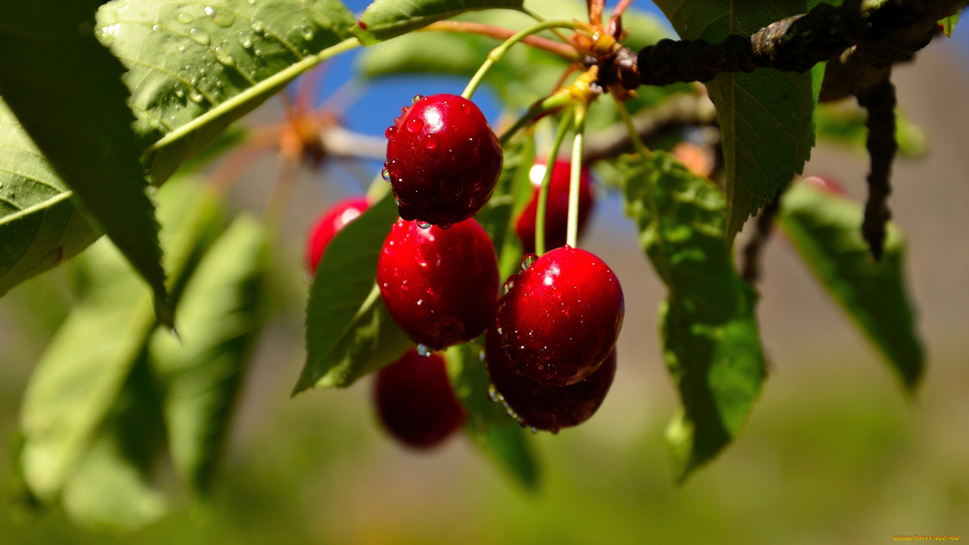 природа, плоды, листва, дерево, спелая, черешня, лето
