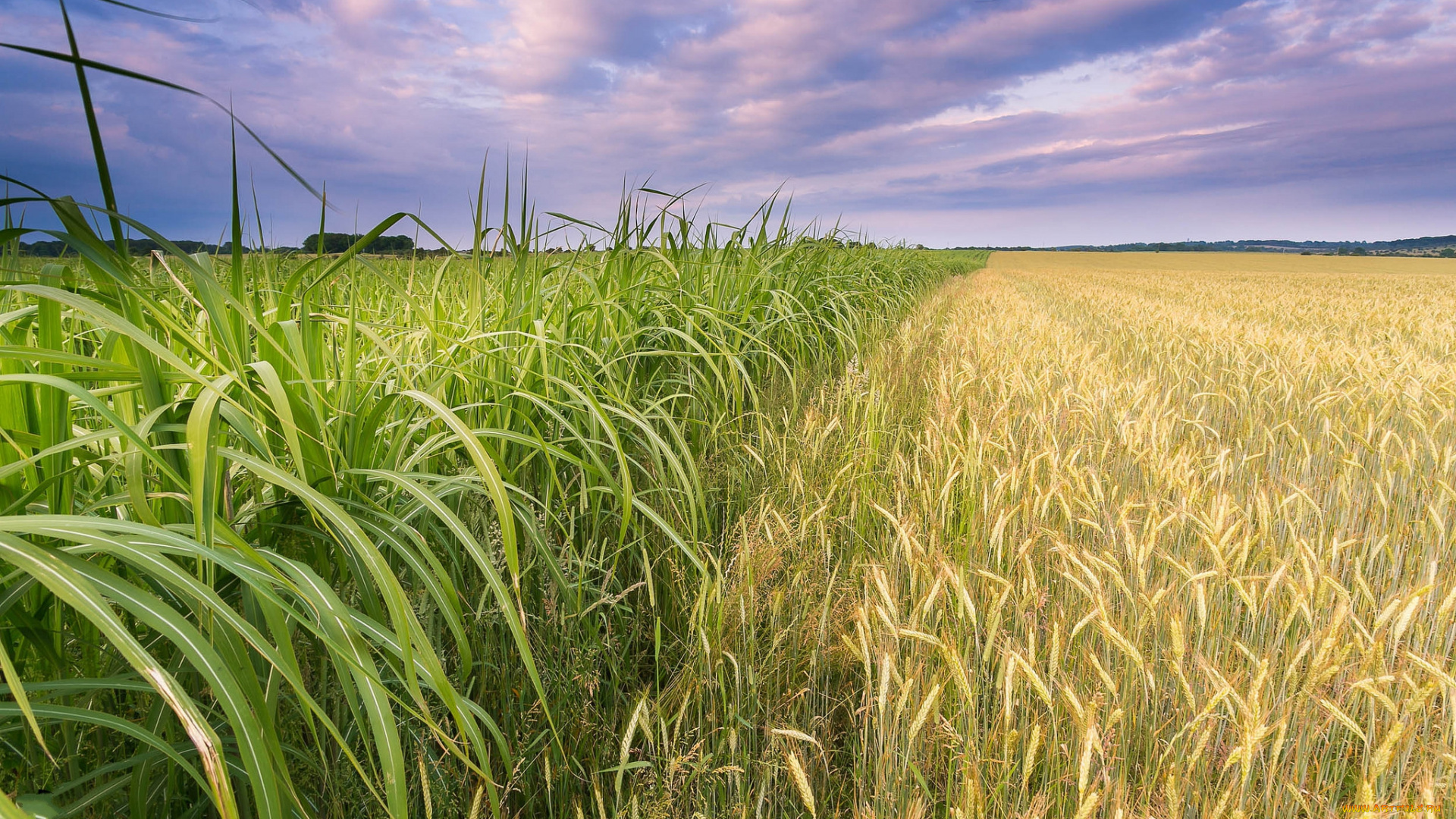 природа, поля, посевы, поле, горизонт