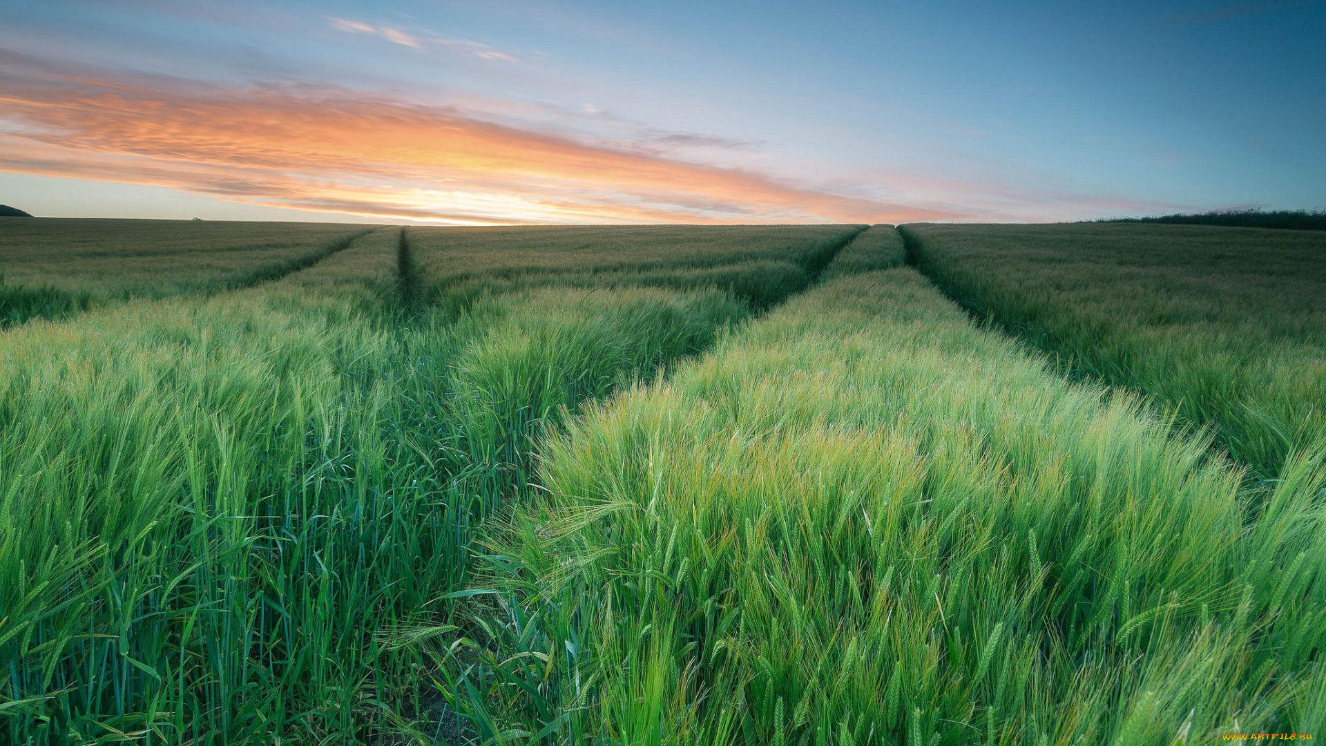 природа, поля, заря, горизонт, всходы, поле