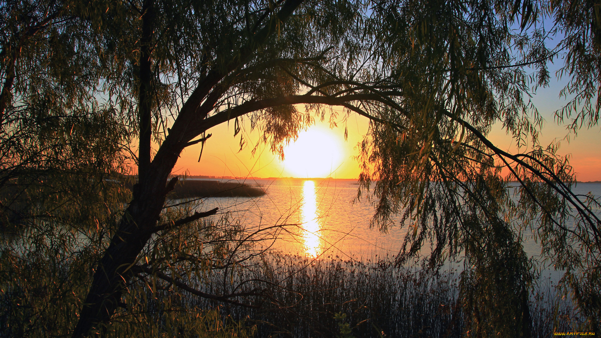 природа, восходы, закаты, крона, дерево, солнце