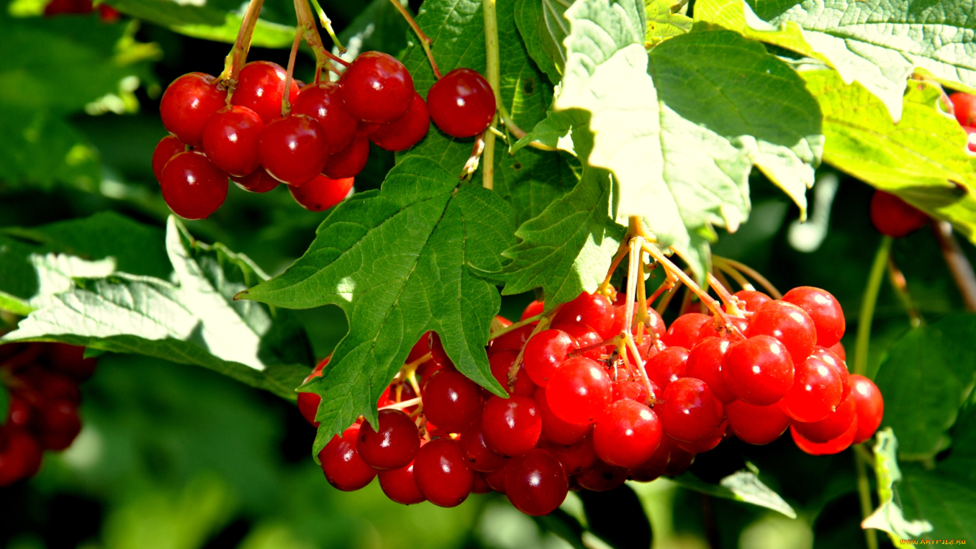 природа, Ягоды, , калина, красный