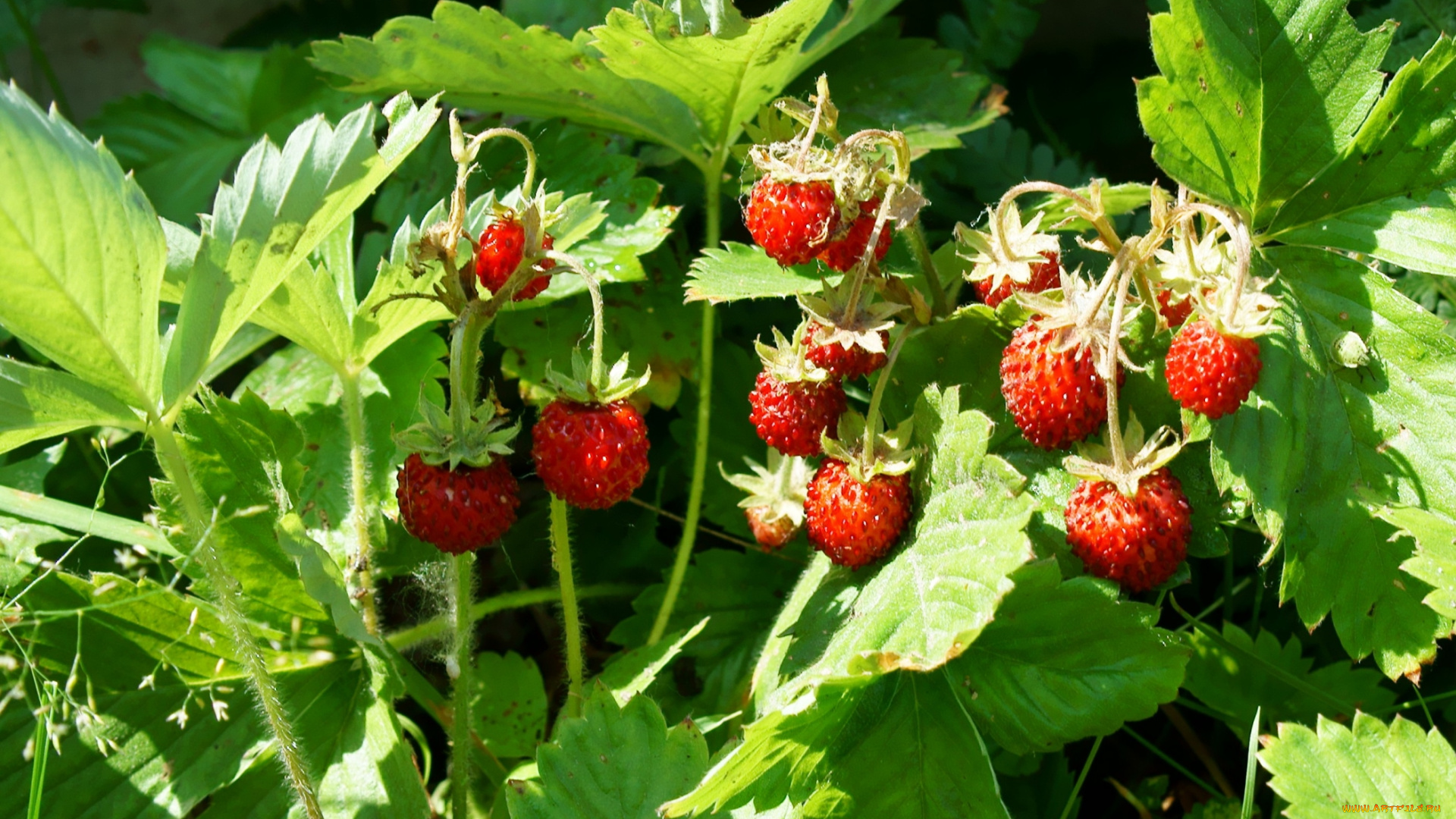 природа, Ягоды, земляника