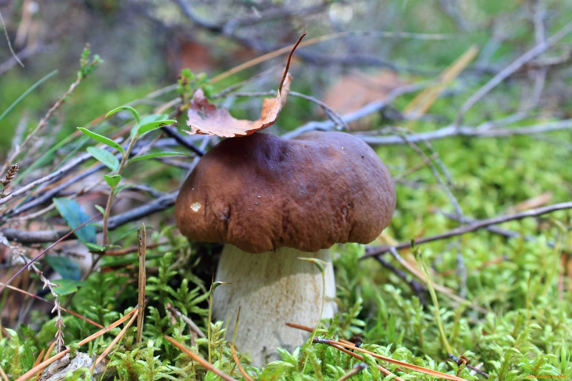 природа, грибы, боровик