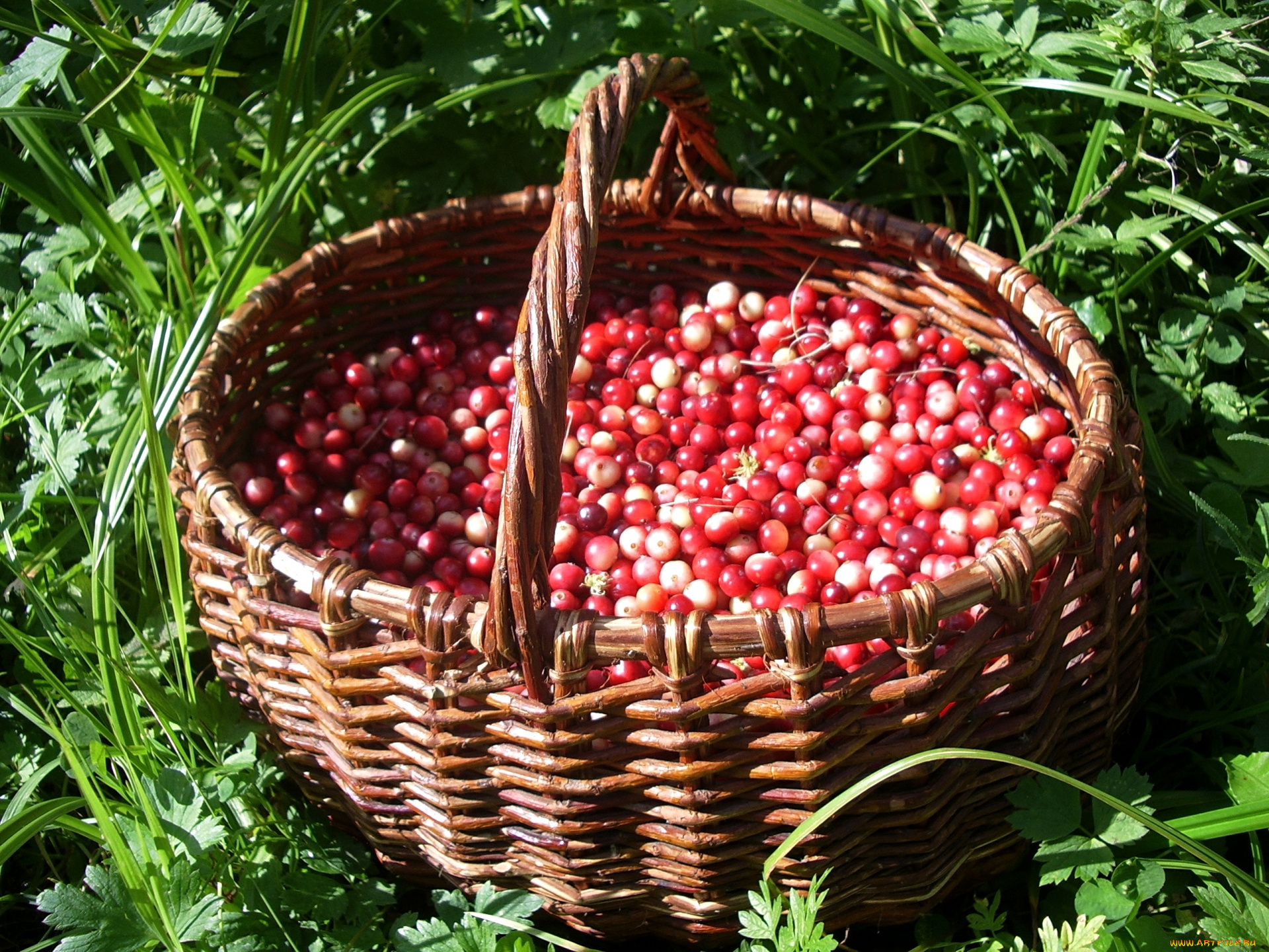 еда, клюква, корзина