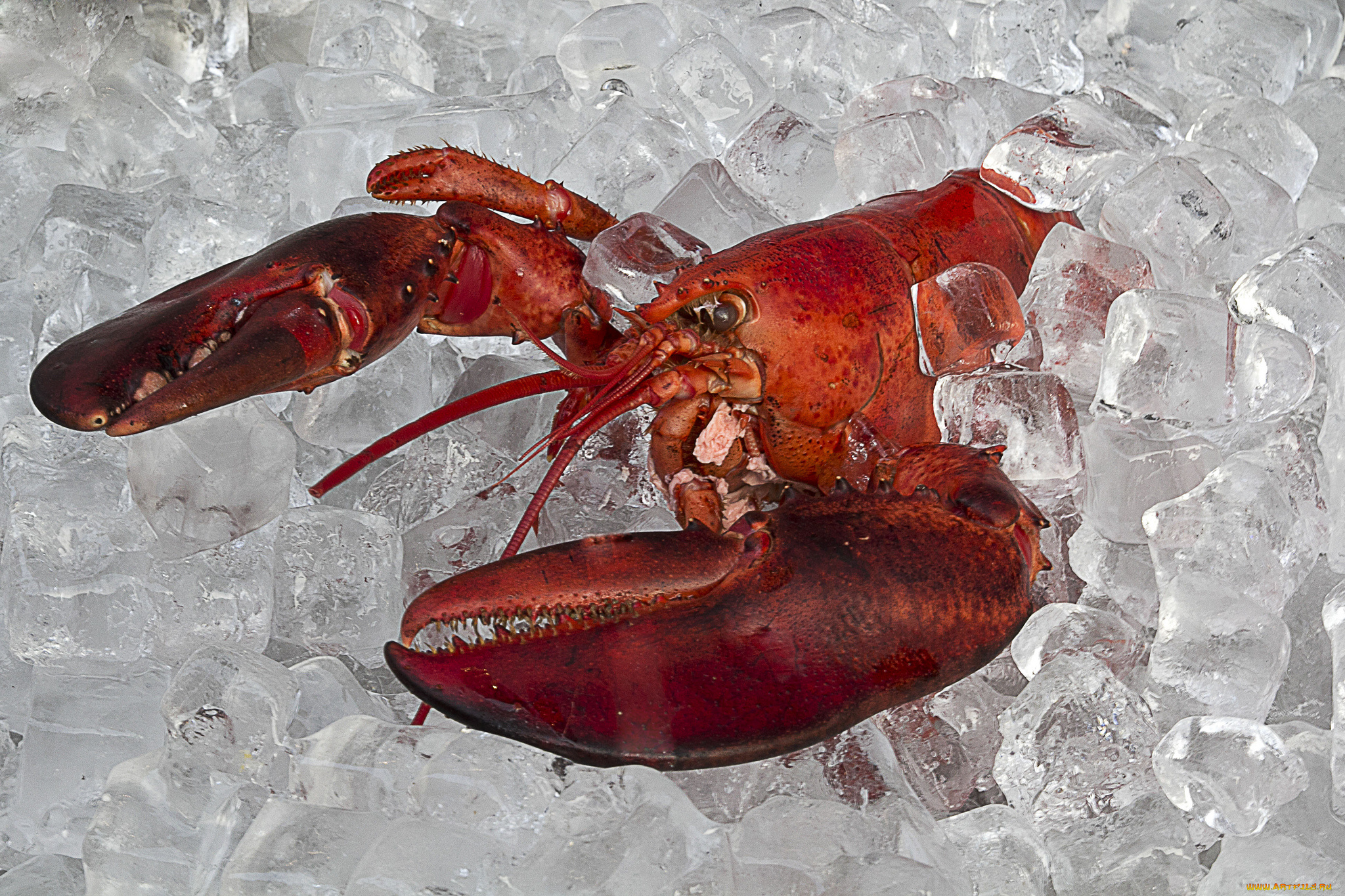 еда, рыба, , морепродукты, , суши, , роллы, лангуст, лед