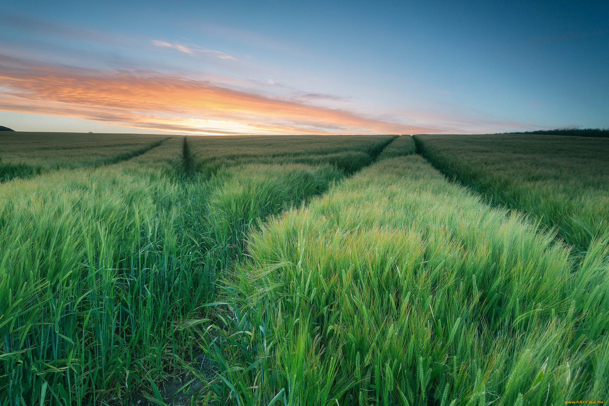 природа, поля, заря, горизонт, всходы, поле