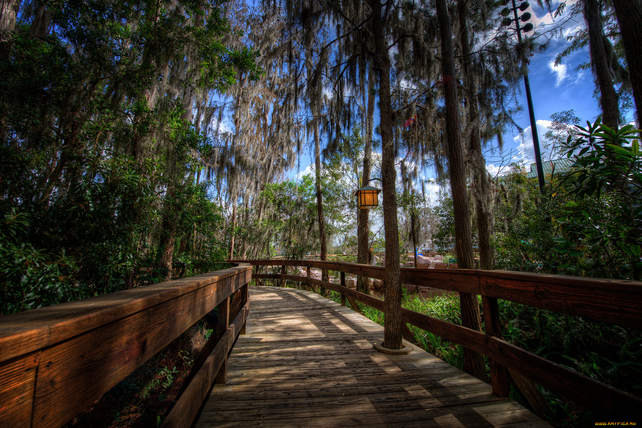 природа, дороги, деревья, дорожка, настил