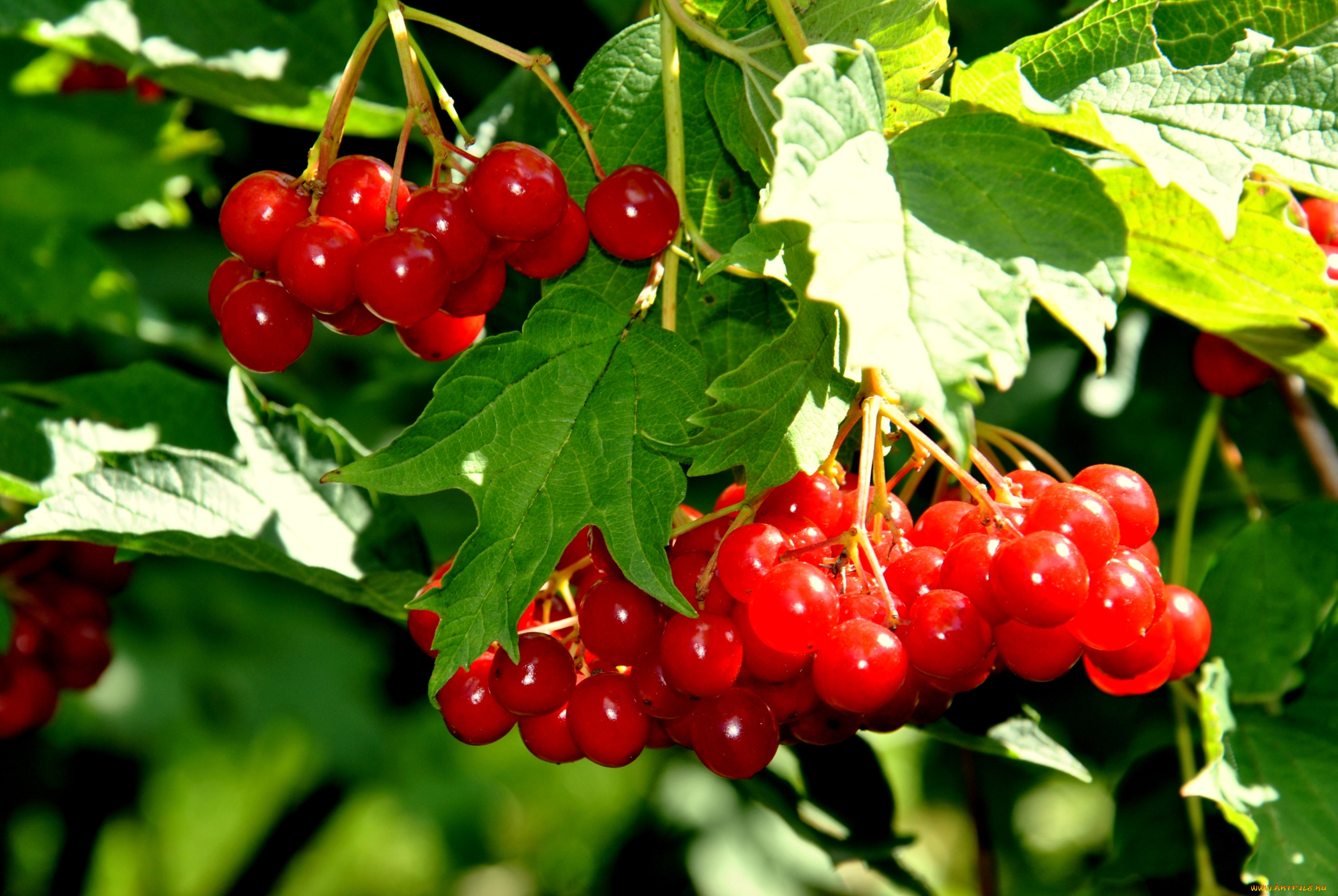 природа, Ягоды, , калина, красный
