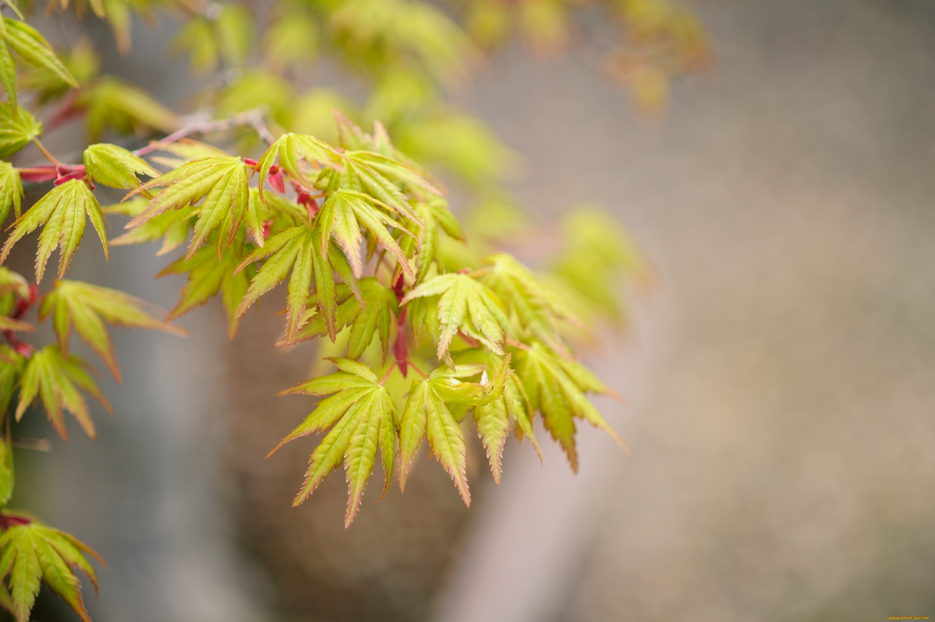 природа, листья, макро, зеленые