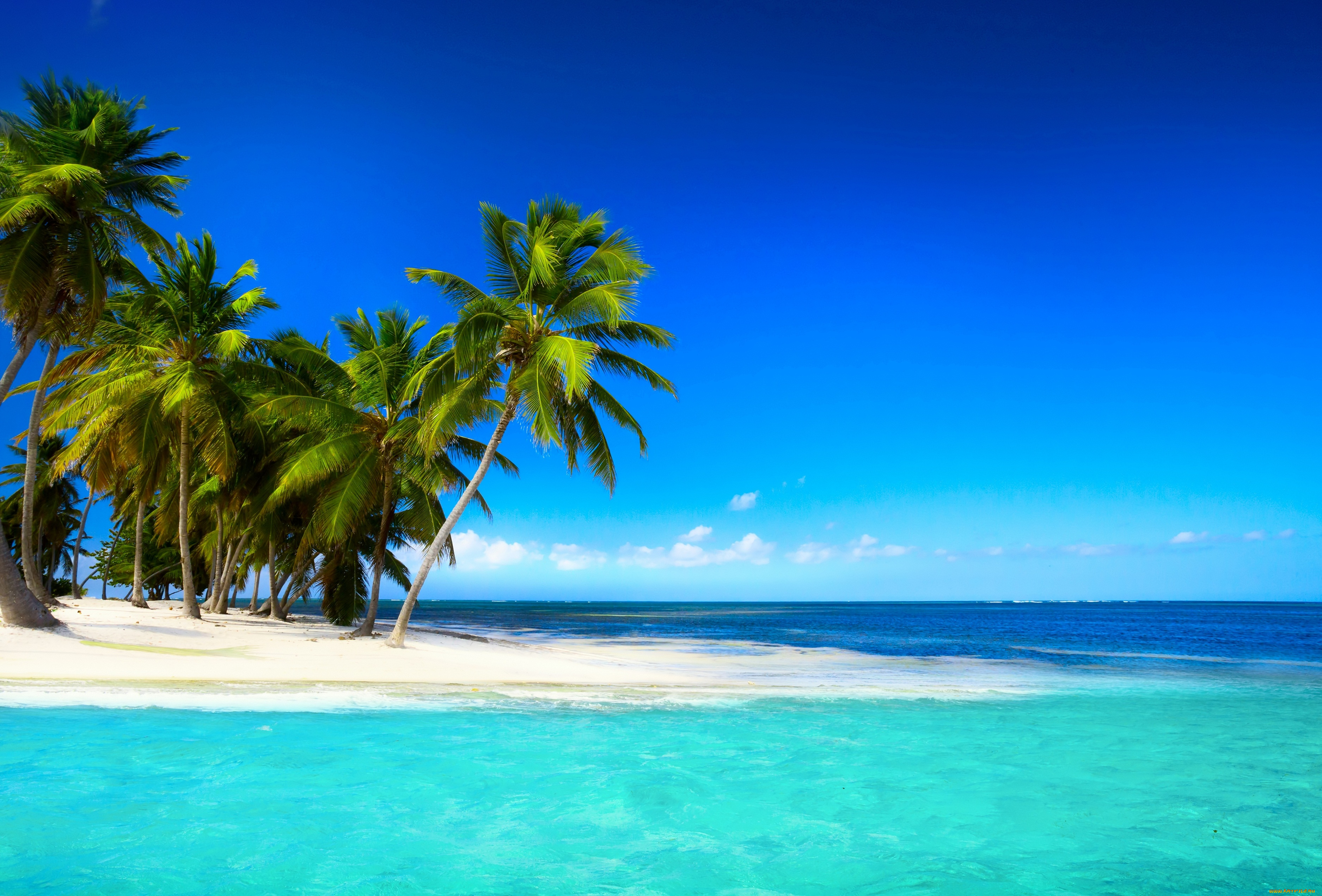 природа, тропики, пальмы, пляж, море