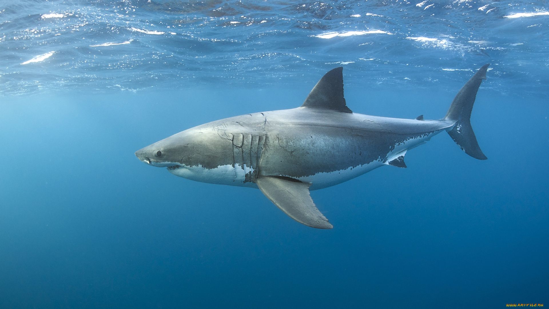 great, white, shark, животные, акулы, акула, океан