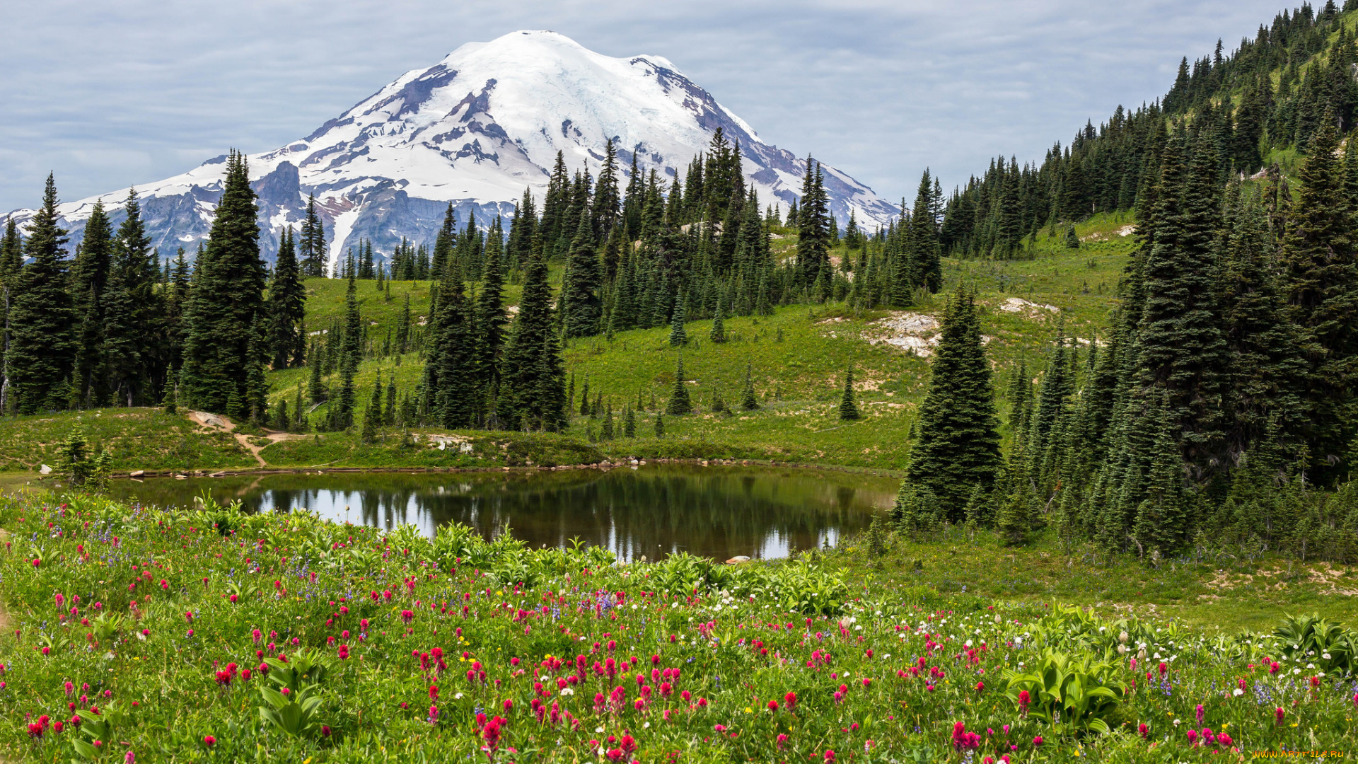 природа, луга, цветы, трава, поле