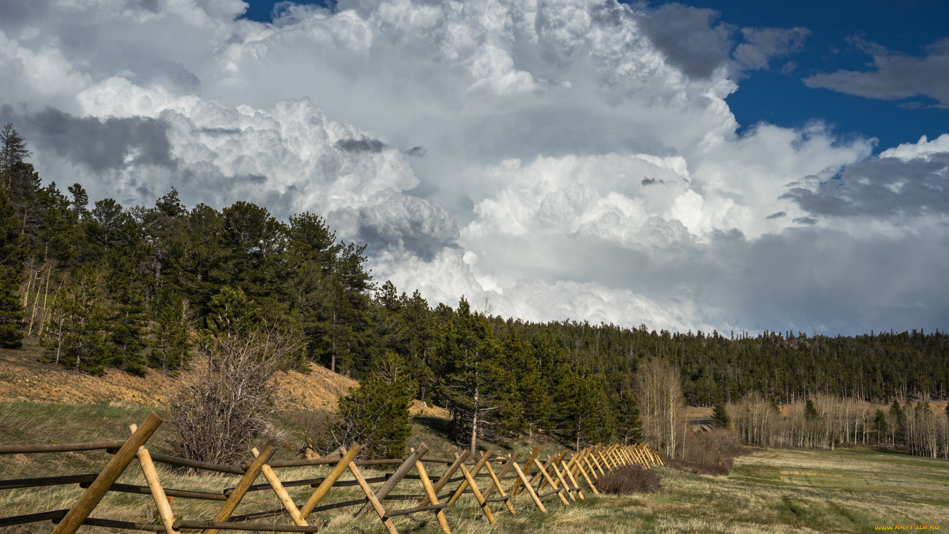 природа, поля, поле, изгородь, лес