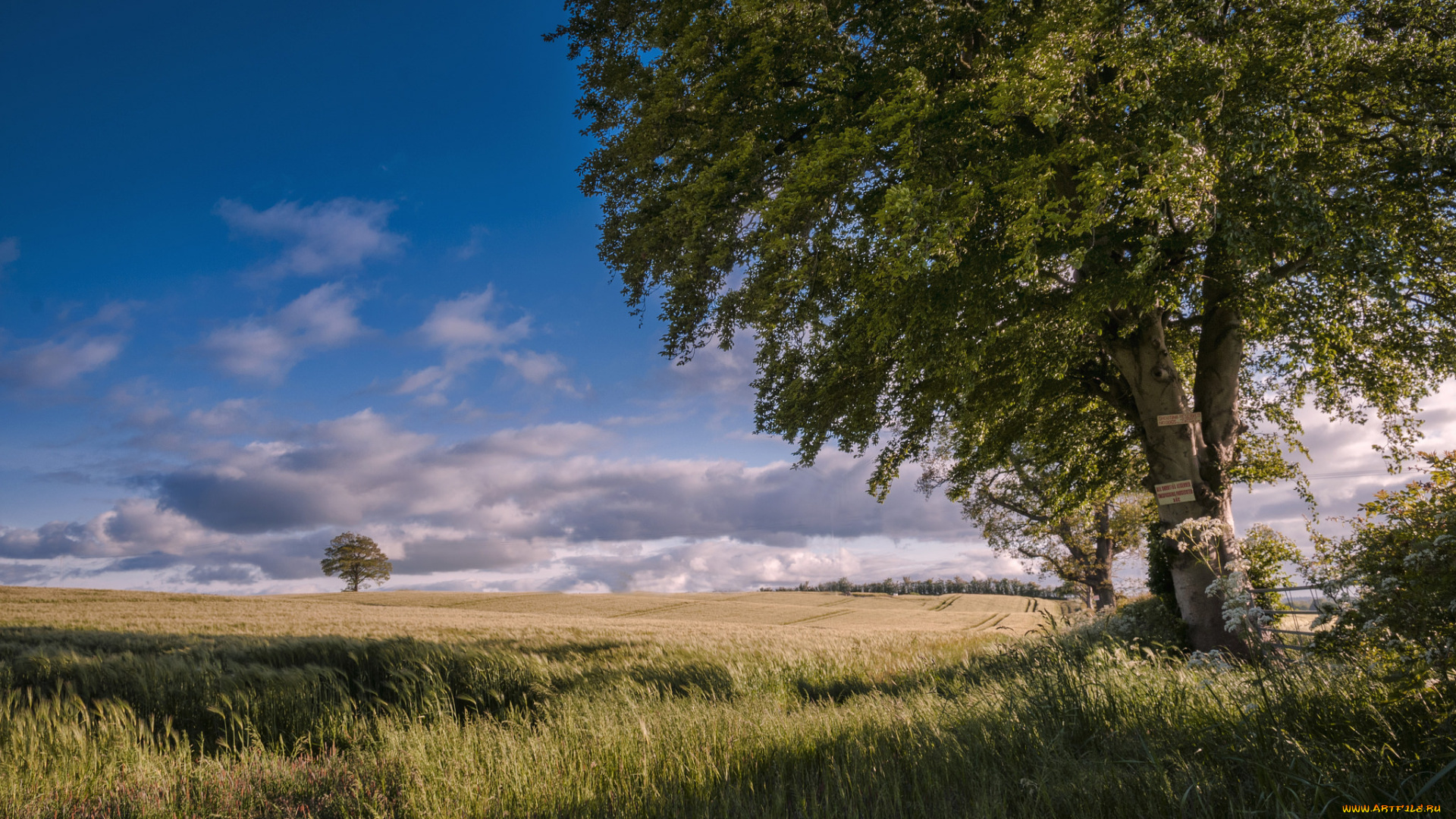 природа, поля, трава, дерево, поле