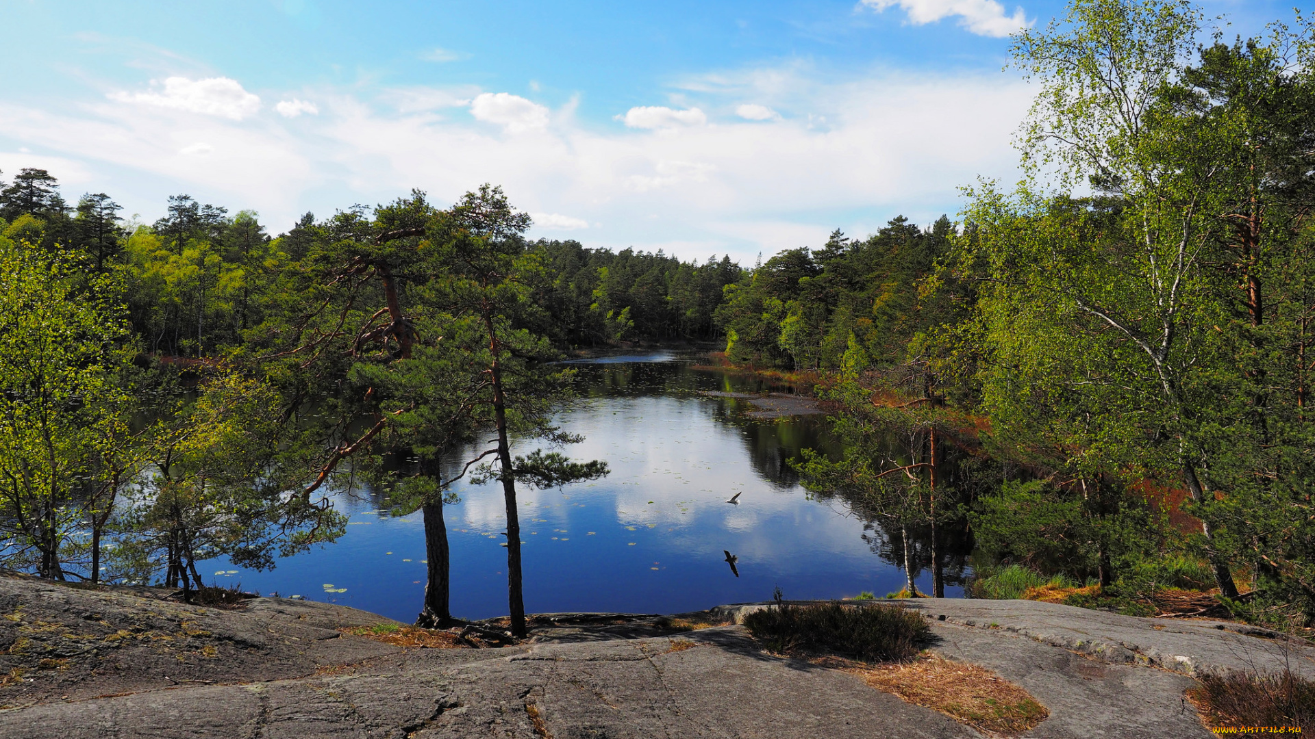 природа, реки, озера, лес, река