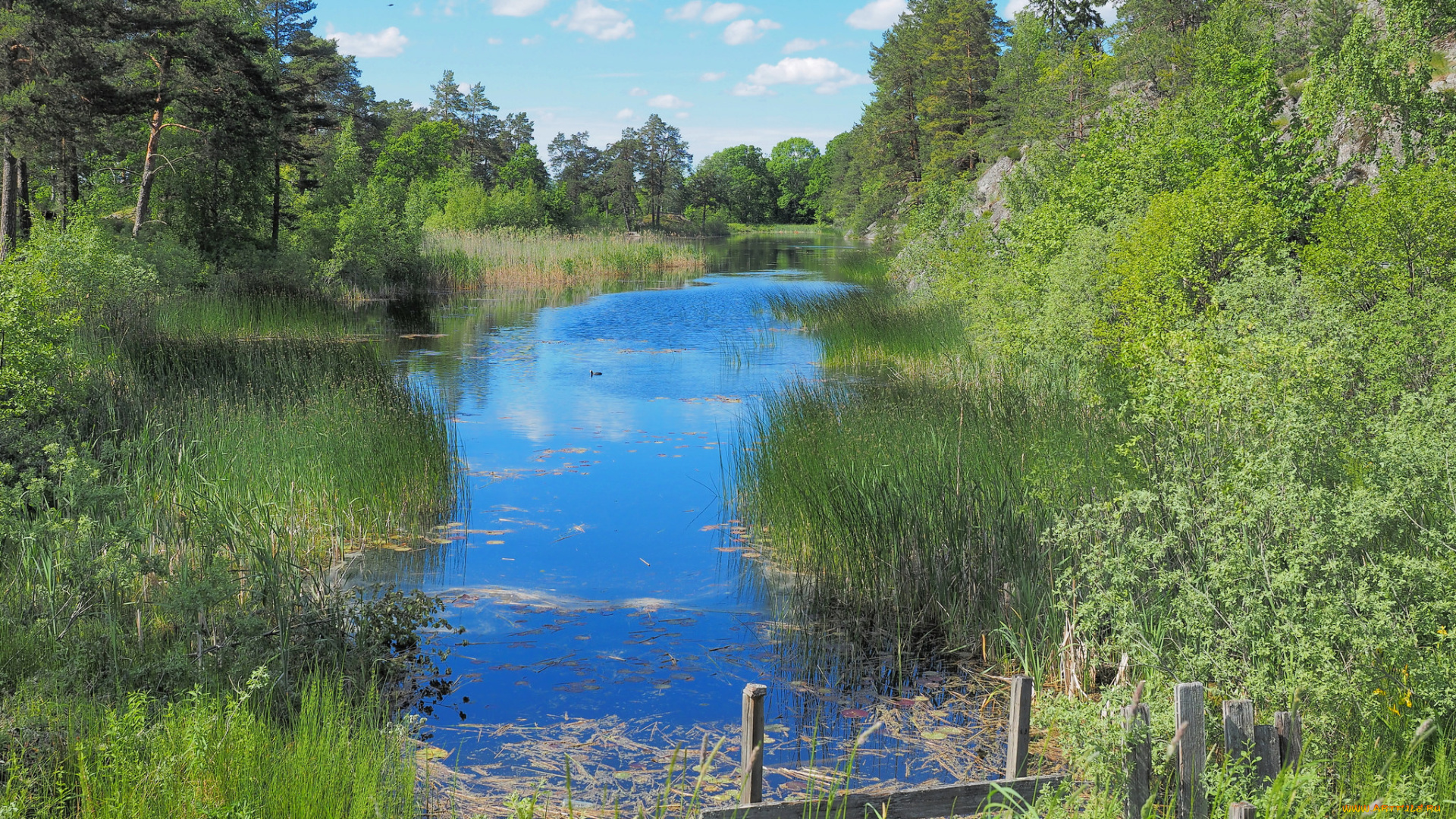 природа, реки, озера, река, лес