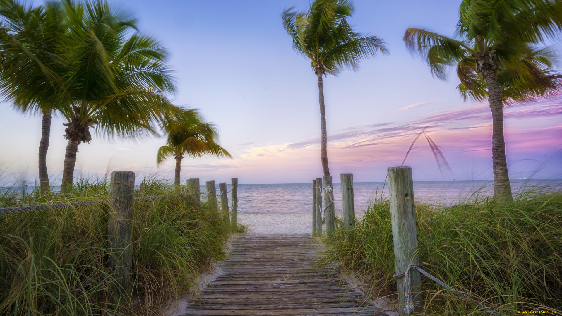 природа, тропики, настил, пальмы, горизонт, океан