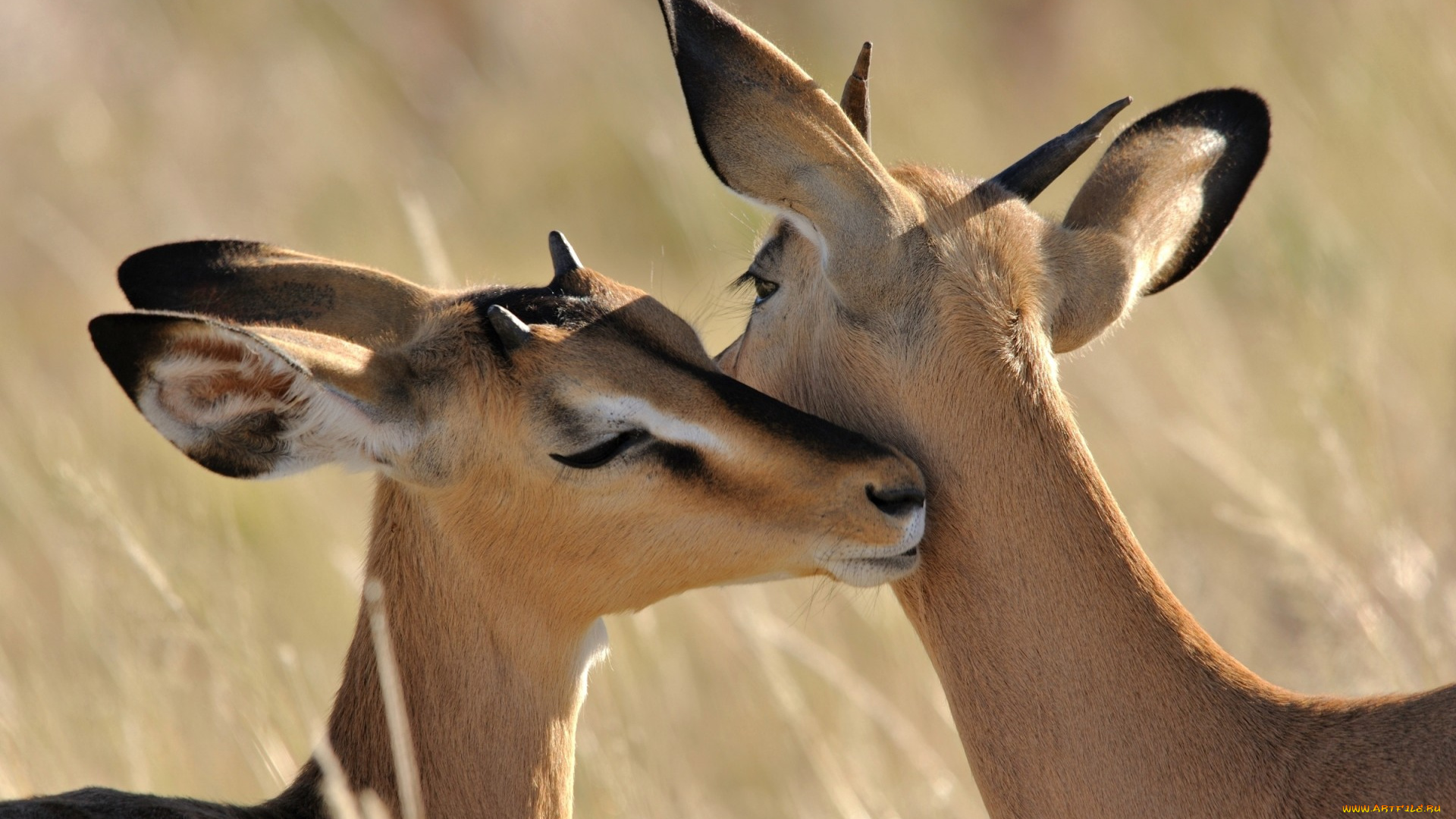 животные, антилопы, изящность, милые, импала, чувства