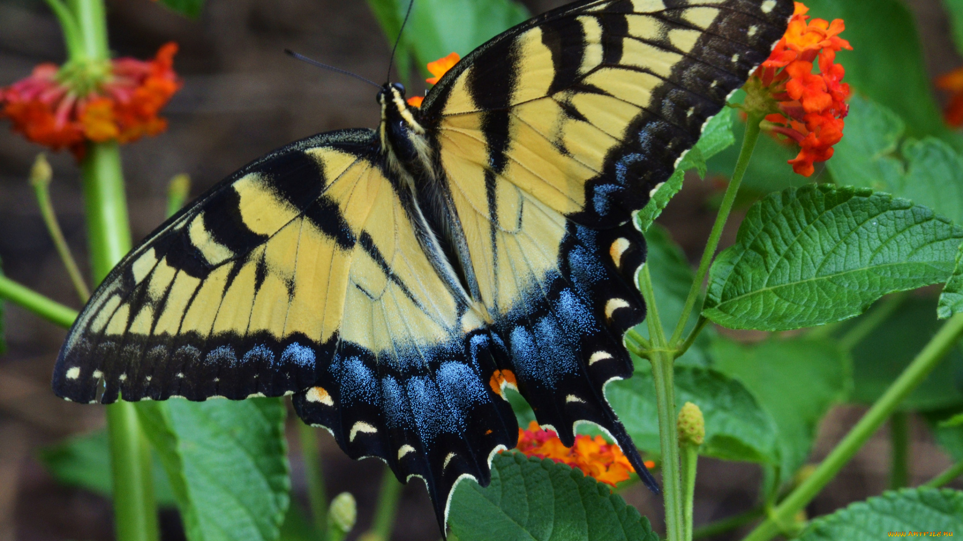 животные, бабочки, , мотыльки, , моли, бабочка