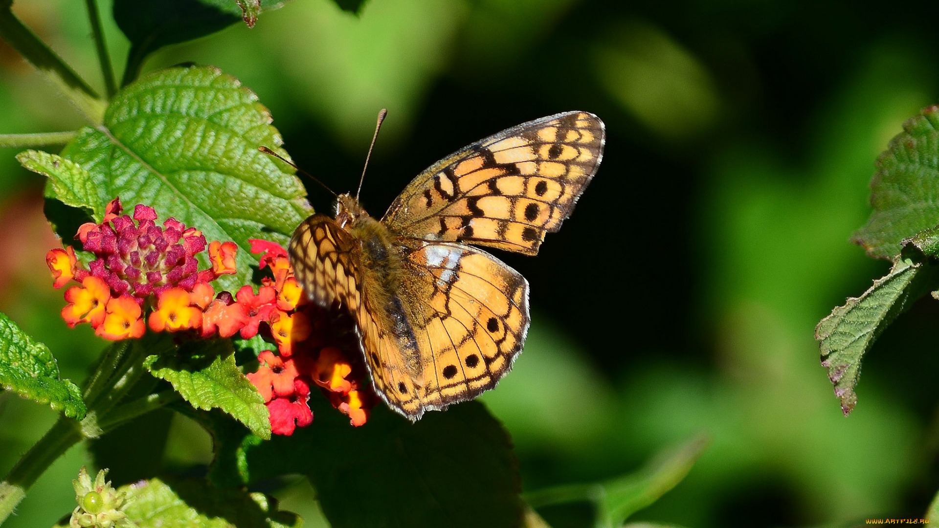 животные, бабочки, , мотыльки, , моли, бабочка