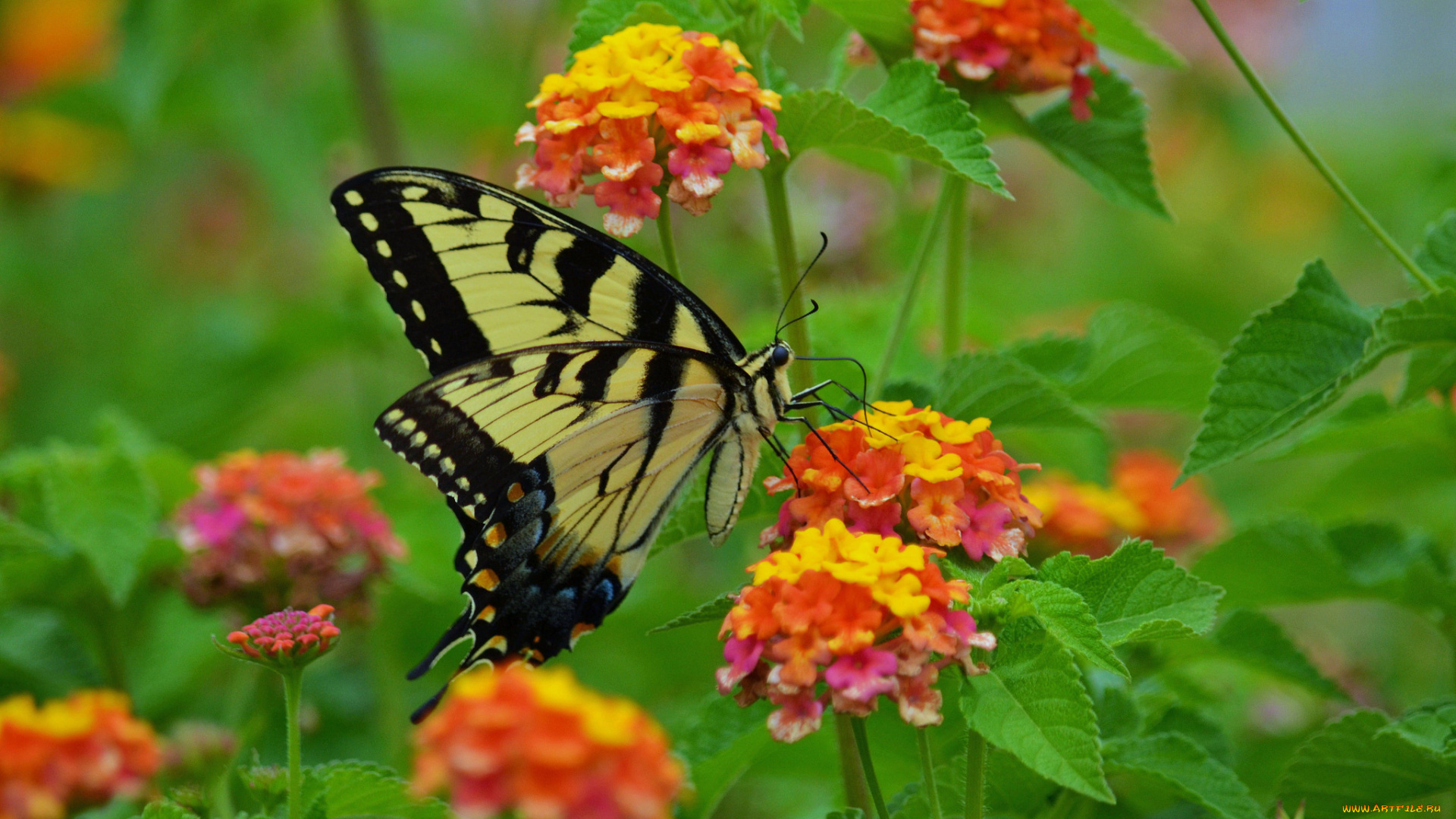 животные, бабочки, , мотыльки, , моли, бабочка