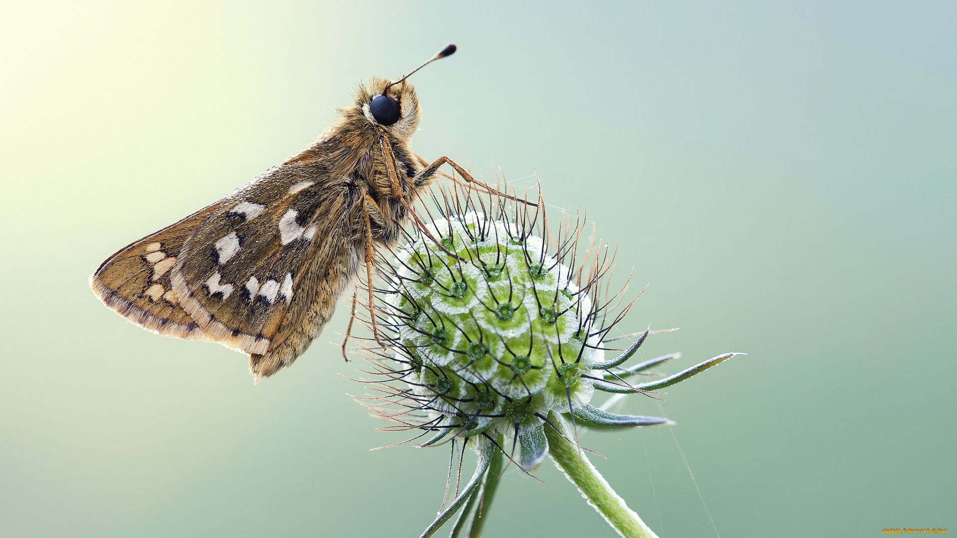 животные, бабочки, , мотыльки, , моли, бабочка, фон, насекомое, травинка, крылья, усики, макро