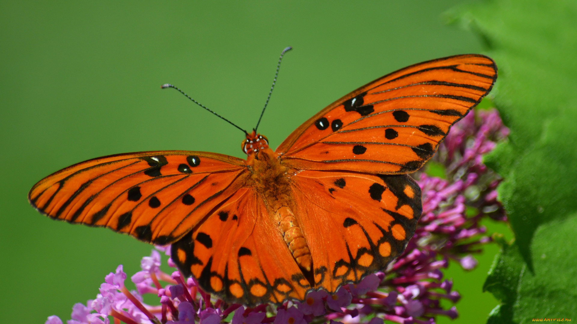 животные, бабочки, , мотыльки, , моли, бабочка