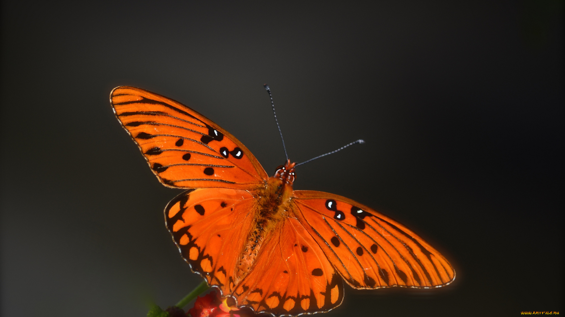 животные, бабочки, , мотыльки, , моли, бабочка