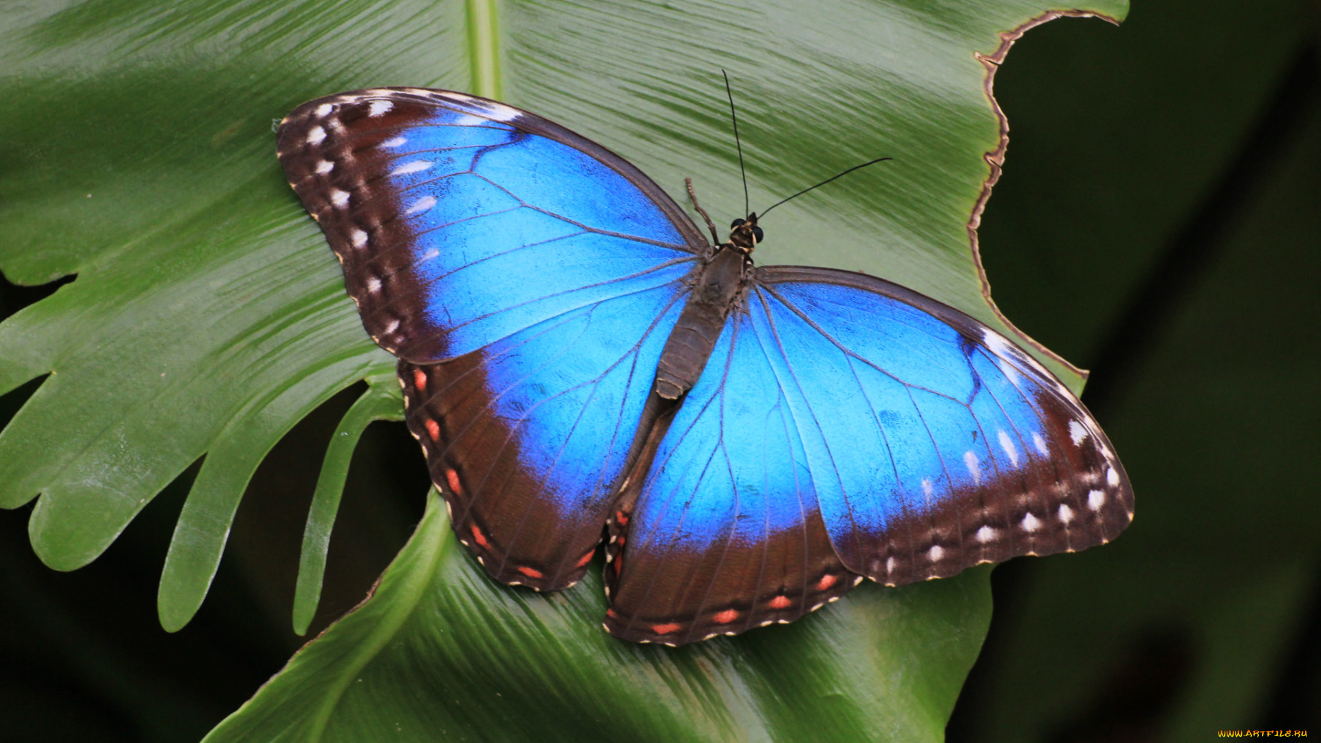 животные, бабочки, , мотыльки, , моли, бабочка