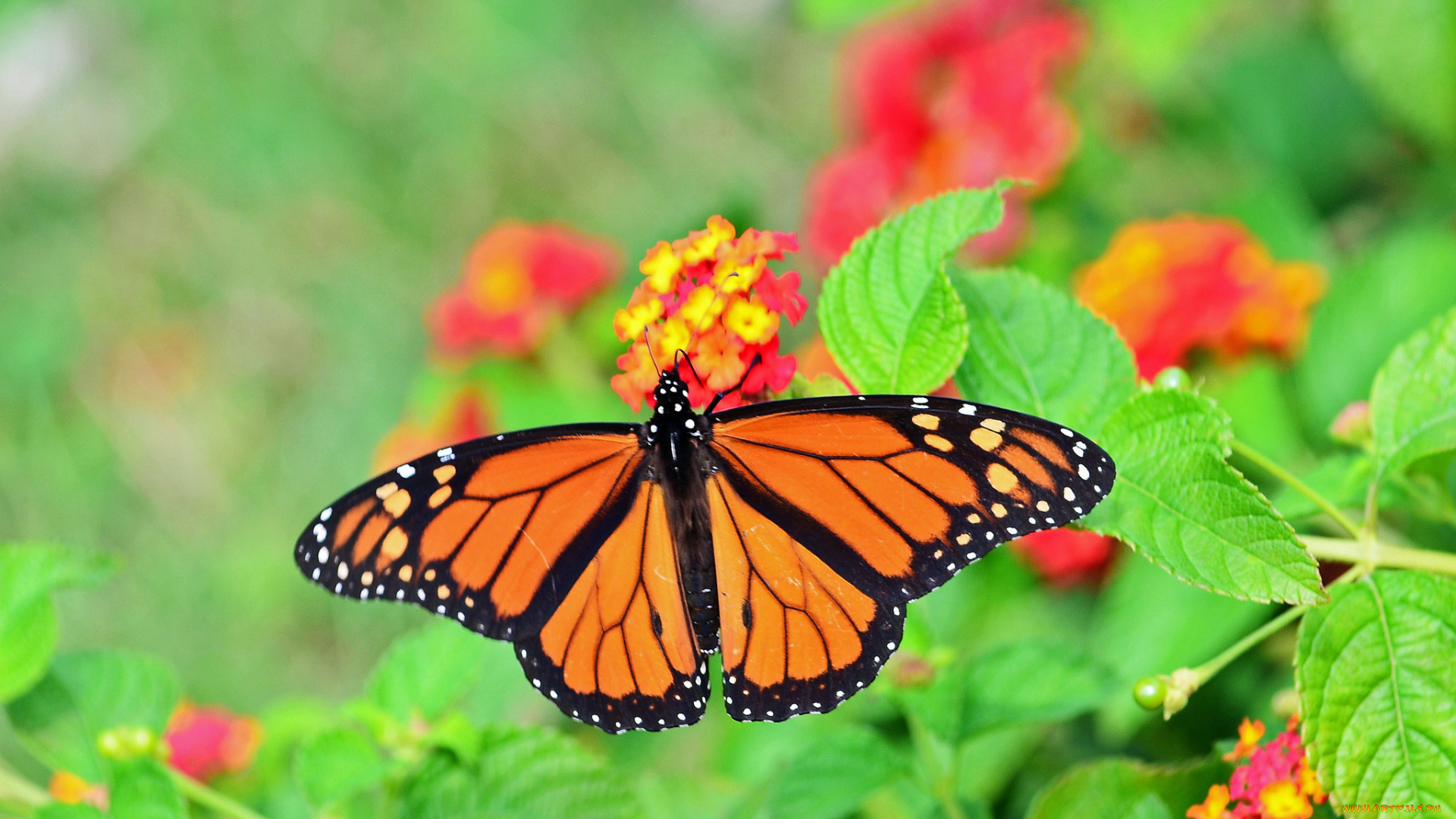 животные, бабочки, , мотыльки, , моли, бабочка