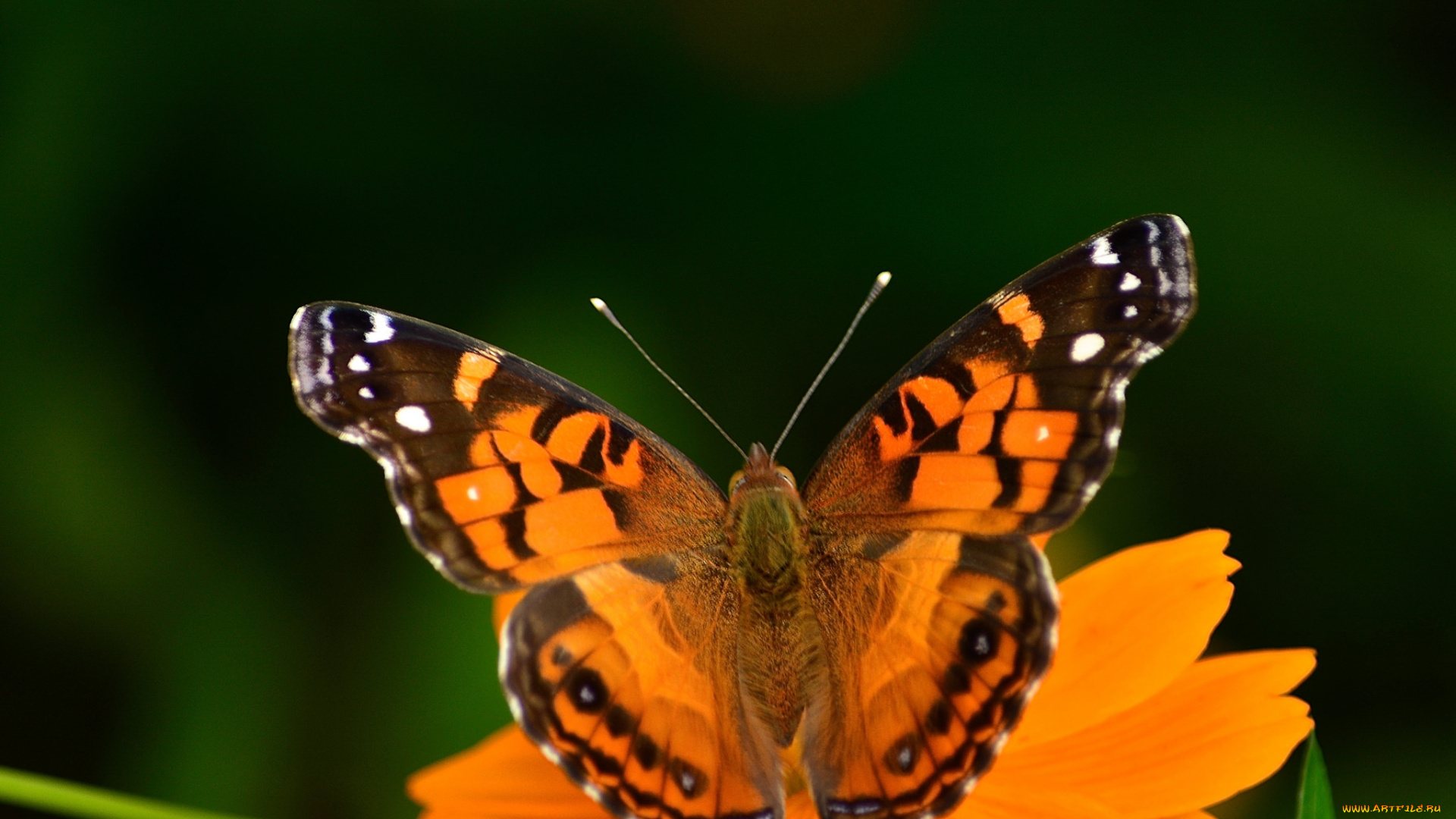 животные, бабочки, , мотыльки, , моли, бабочка