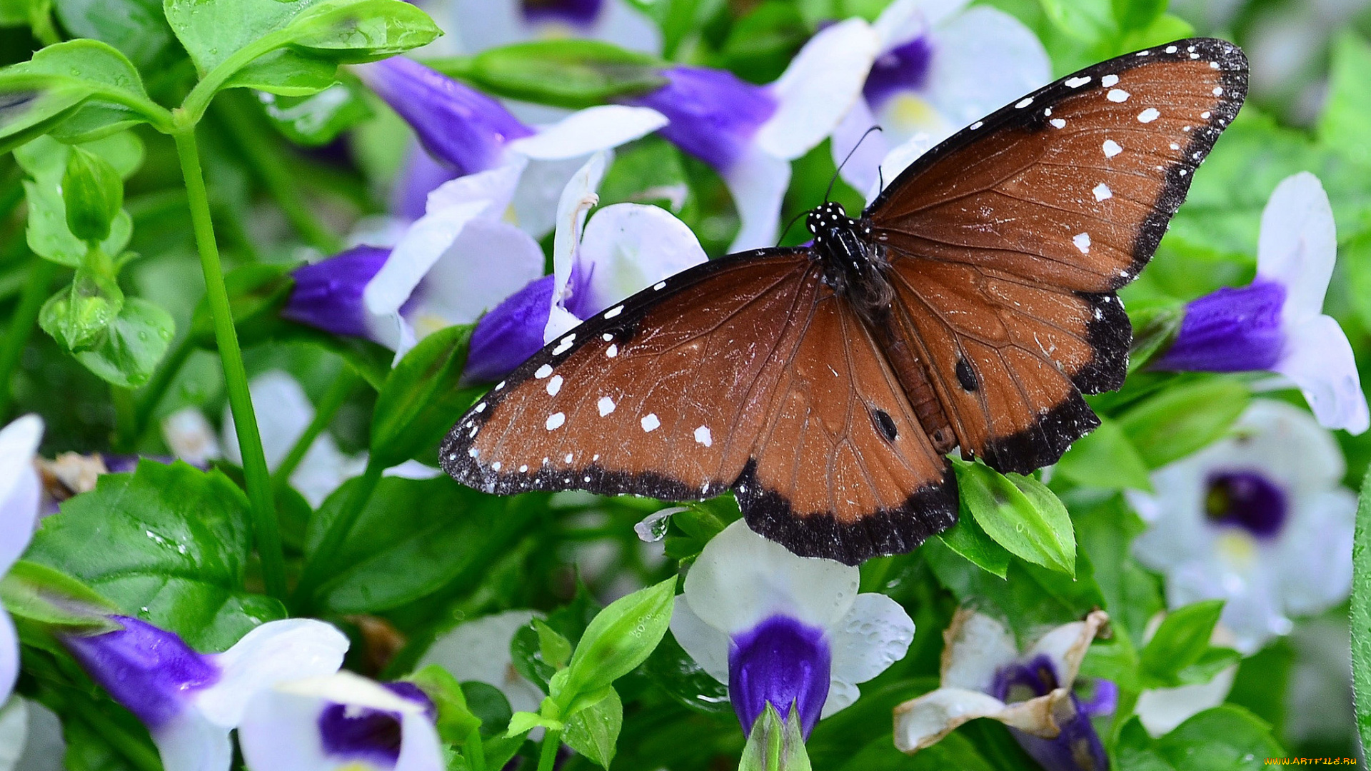 животные, бабочки, , мотыльки, , моли, бабочка