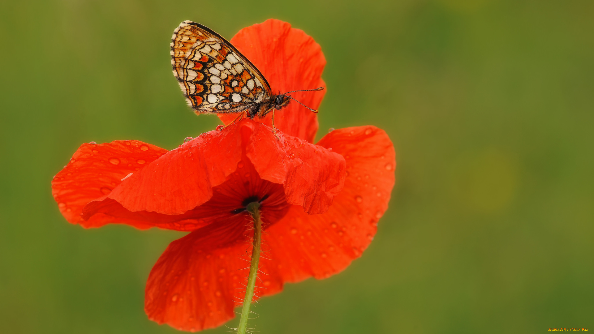 животные, бабочки, , мотыльки, , моли, цветок, мак, крылья, макро, бабочка