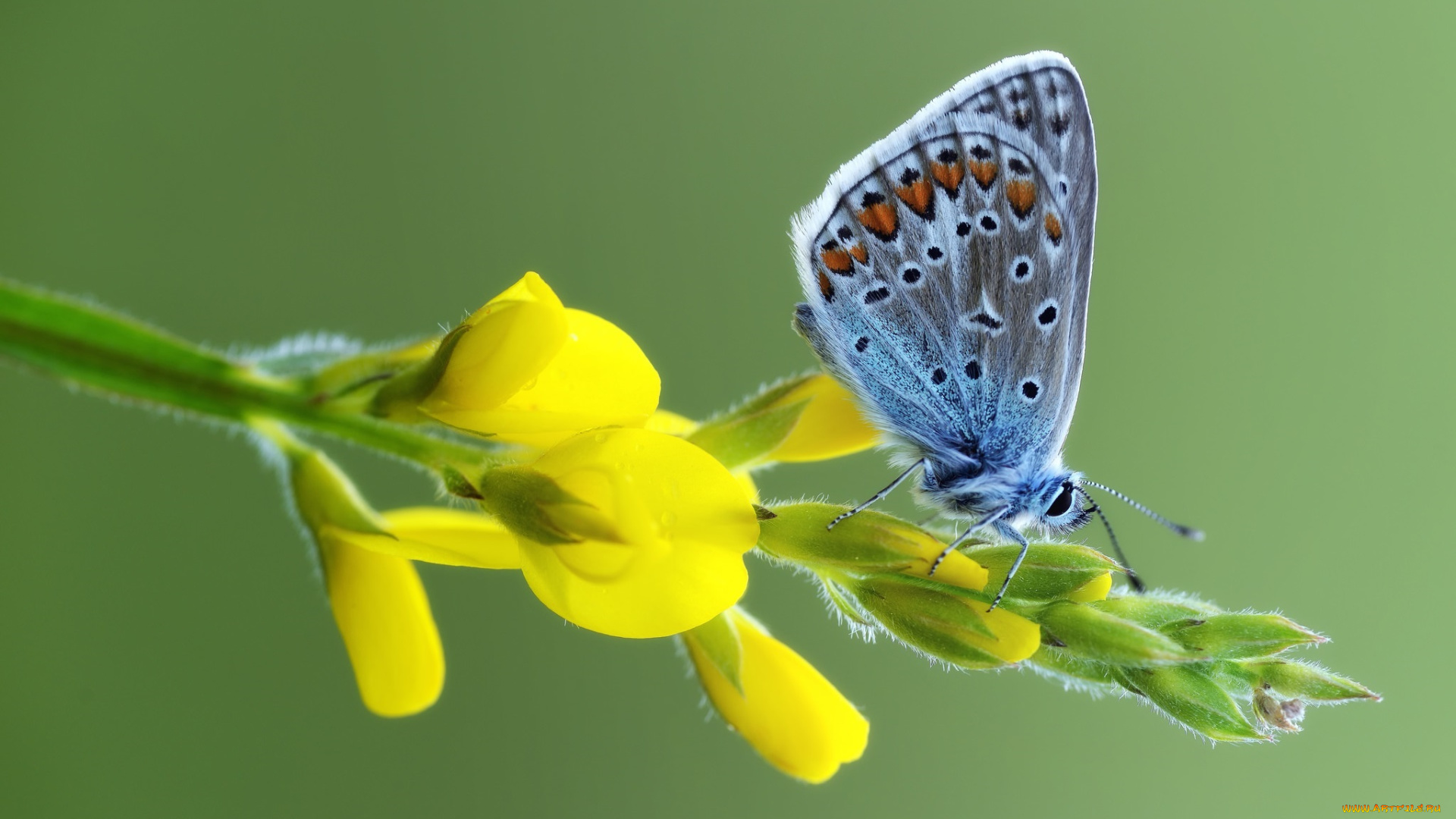 животные, бабочки, , мотыльки, , моли, цветы, травинка, усики, крылья, бабочка, макро