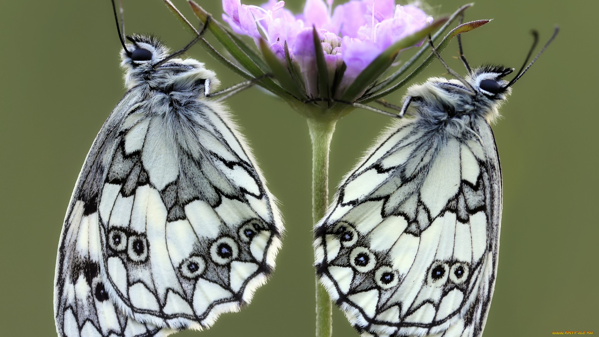 животные, бабочки, , мотыльки, , моли, фон, цветок, усики, крылья, пара, жёлтый, макро