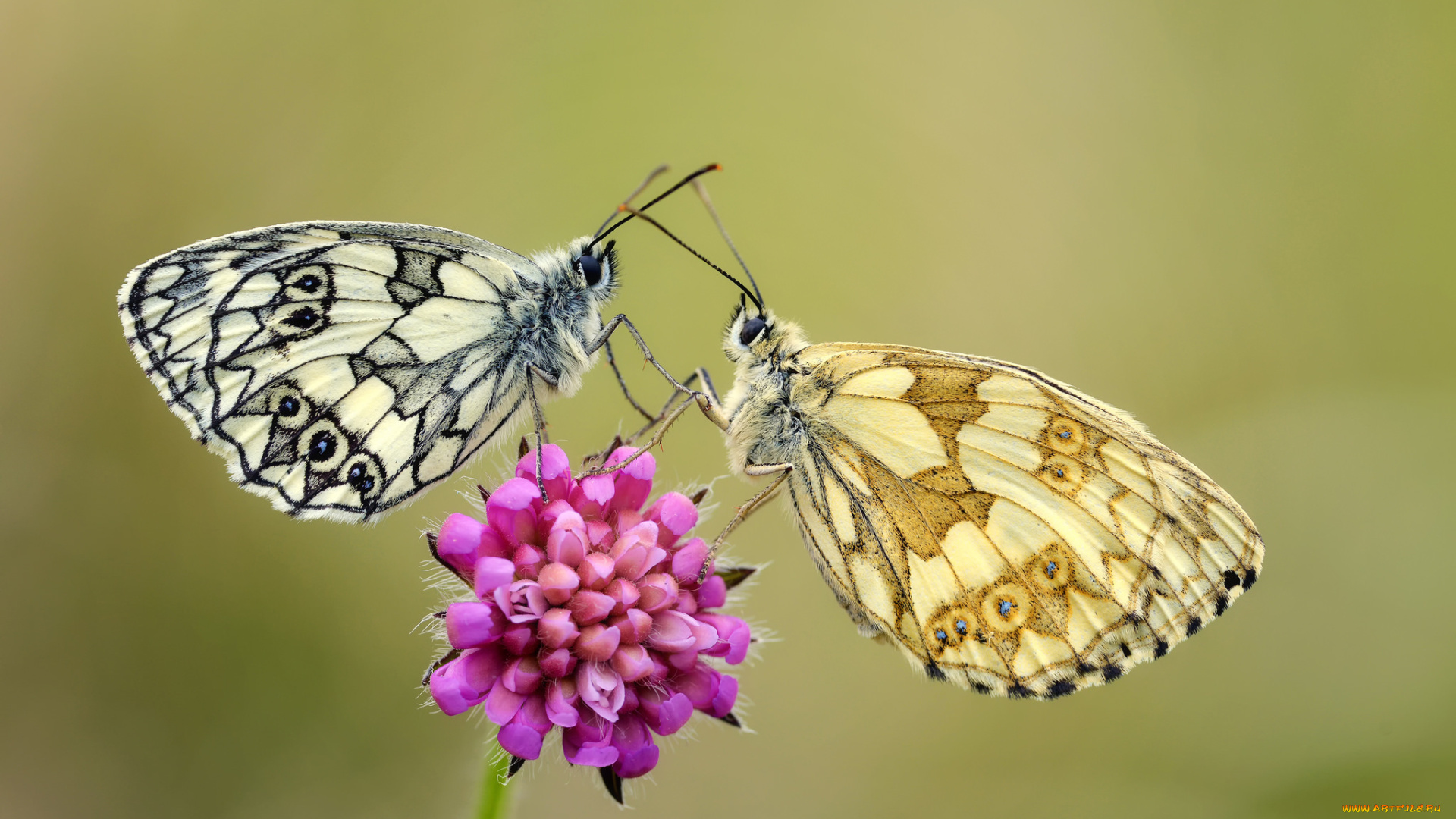 животные, бабочки, , мотыльки, , моли, крылья, цветок, макро, фон, усики