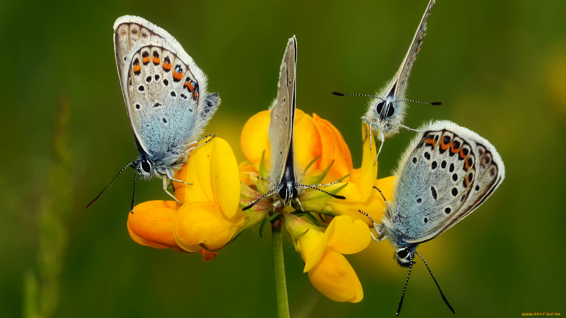 животные, бабочки, , мотыльки, , моли, макро, цветы, крылья