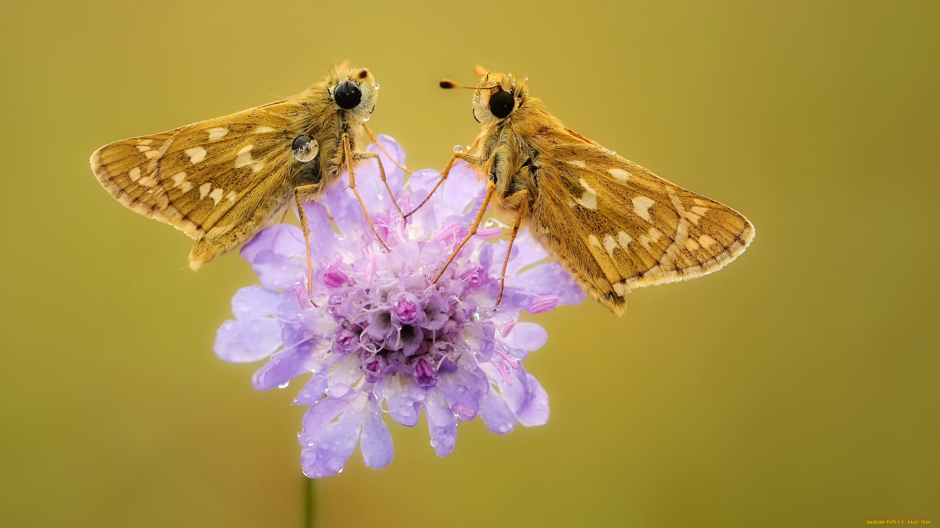 животные, бабочки, , мотыльки, , моли, насекомые, пара, фон, макро, утро, цветок, травинка