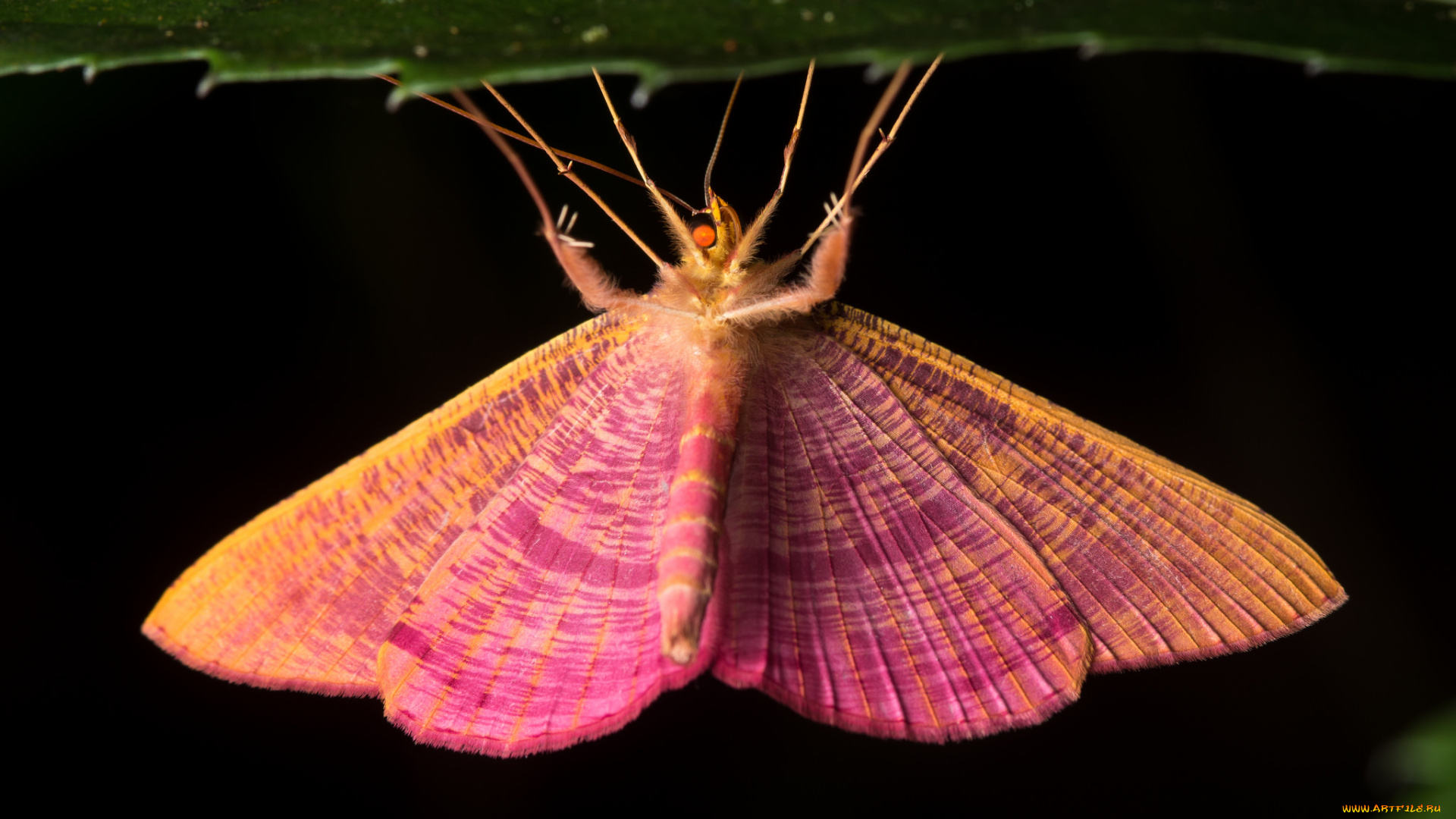 животные, бабочки, , мотыльки, , моли, ночь, усики, мотылёк, розовый, крылья, бабочка, макро