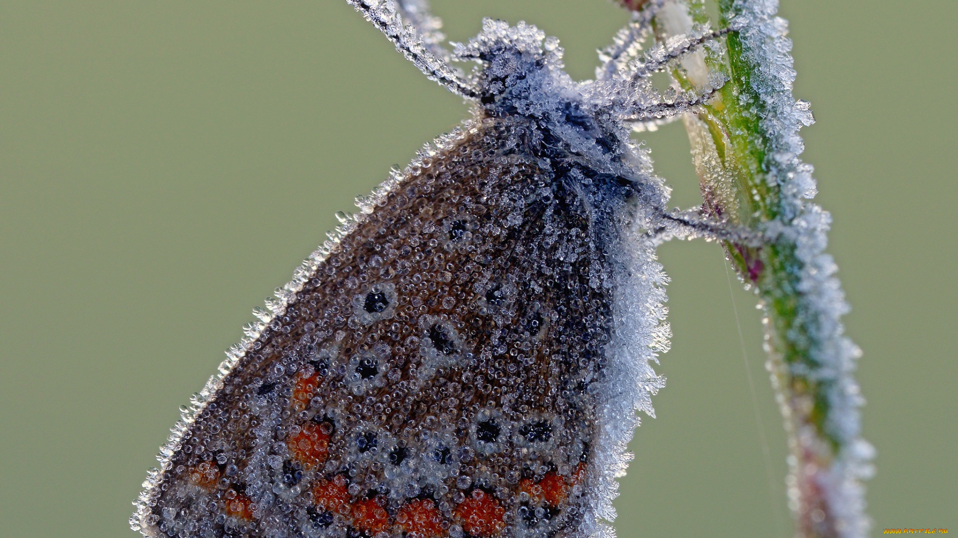 животные, бабочки, , мотыльки, , моли, утро, иней, усики, макро, бабочка, крылья