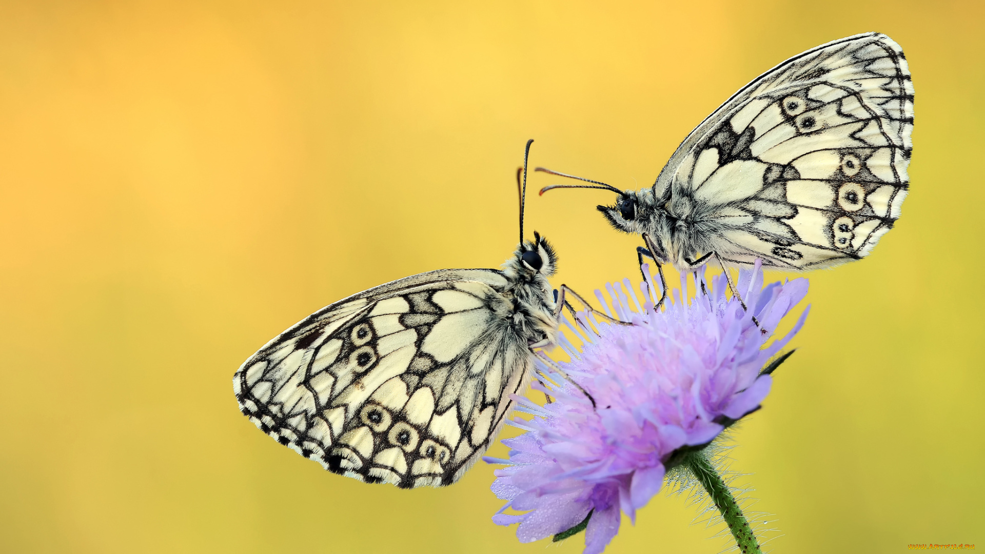 животные, бабочки, , мотыльки, , моли, утро, макро, жёлтый, усики, крылья, фон, цветок