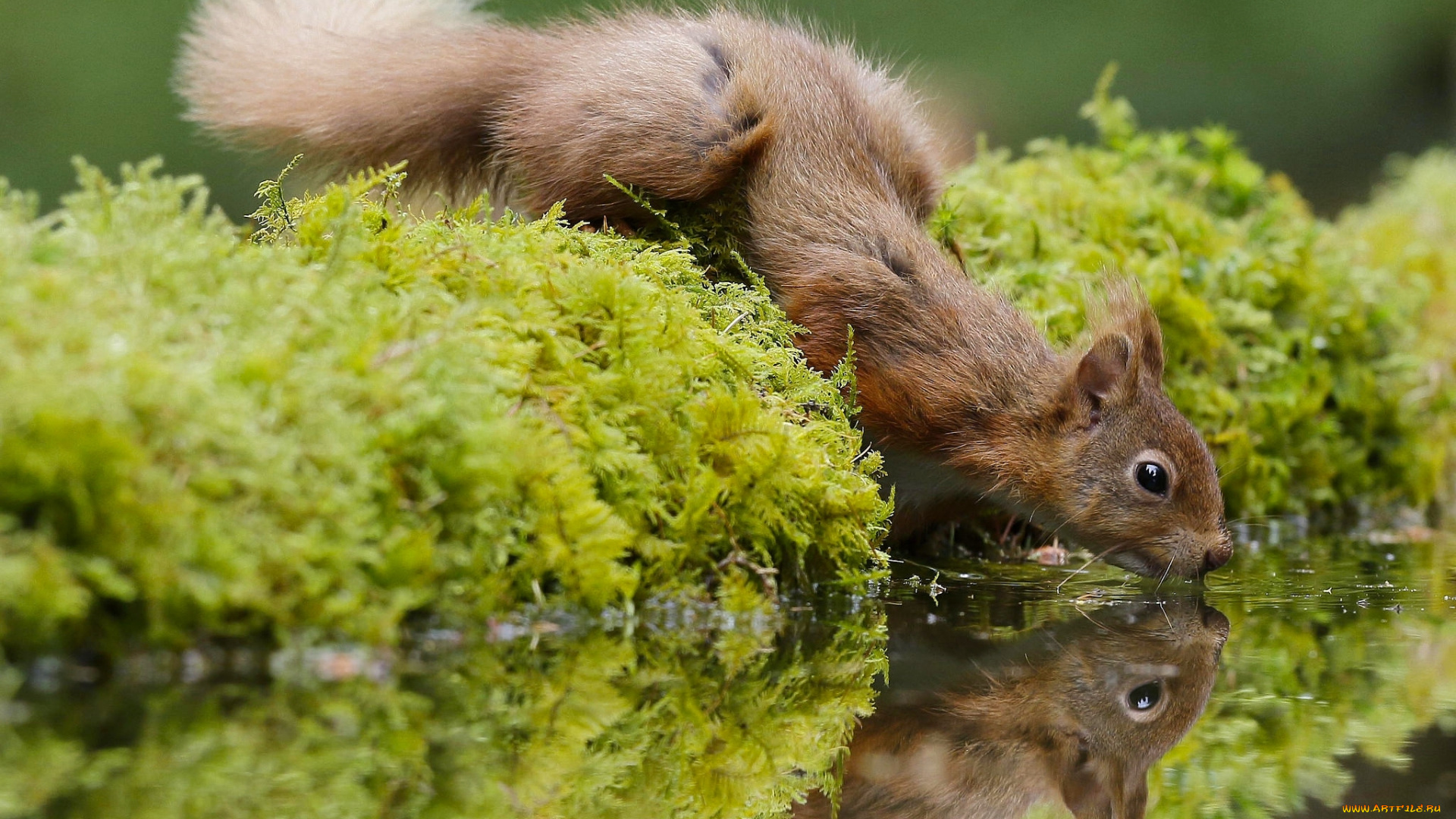 животные, белки, мох, отражение, вода, жажда, рыжая, белка