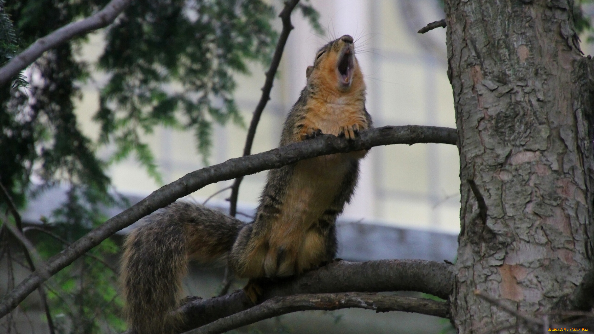 животные, белки, ветки, дерево, орущая, белка, серенада, ария