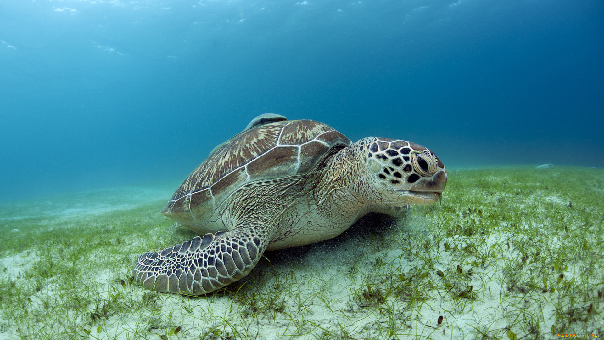 животные, Черепахи, черепаха, океан