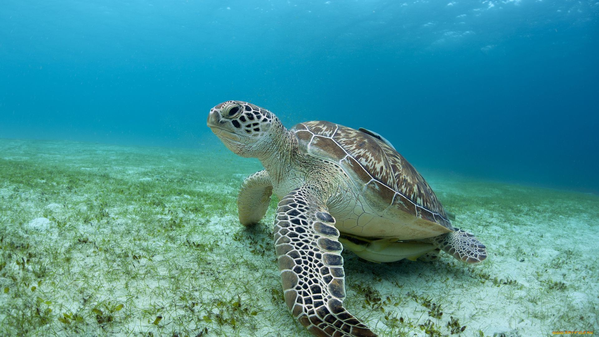 животные, Черепахи, черепаха, океан