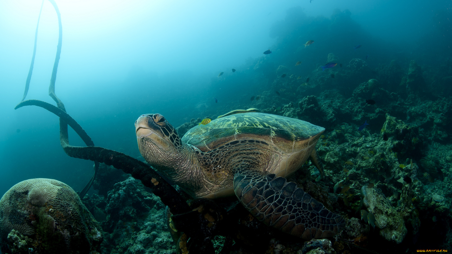 животные, Черепахи, черепаха, океан